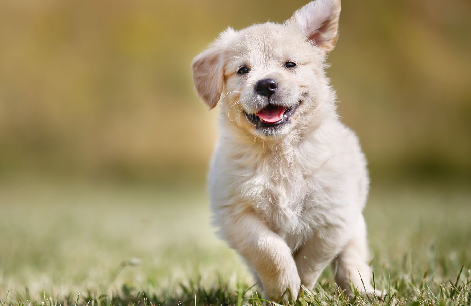 Vaccini per cani: quali sono quelli obbligatori e quali quelli consigliati