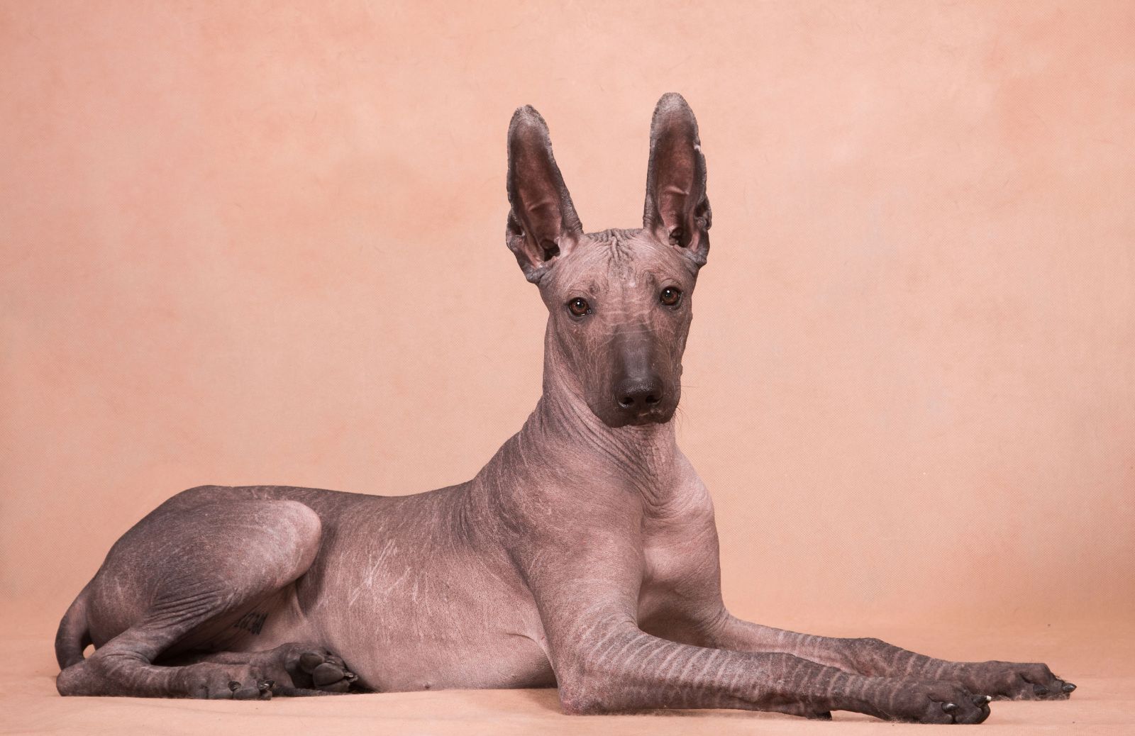 Xoloitzcuintle: storia, aspetto e prezzo del cane nudo messicano