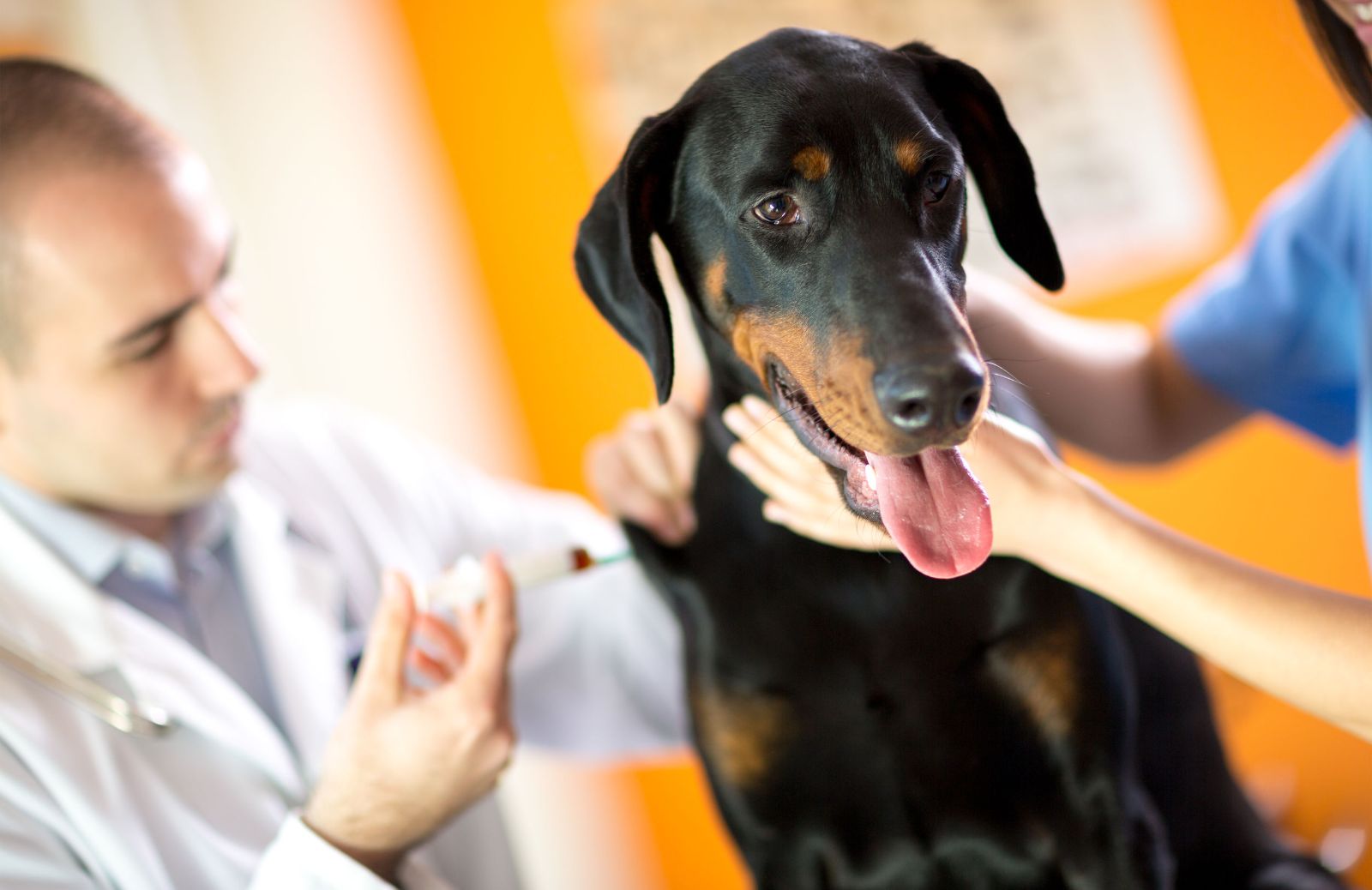 Zoonosi: le malattie che il cane può trasmettere all’uomo