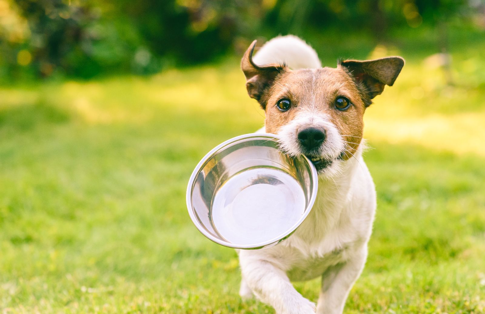 L'alimentazione del cane sterilizzato: guida completa