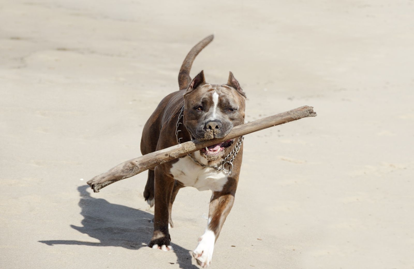 Pitbull: caratteristiche e cura dell'American Pit Bull Terrier