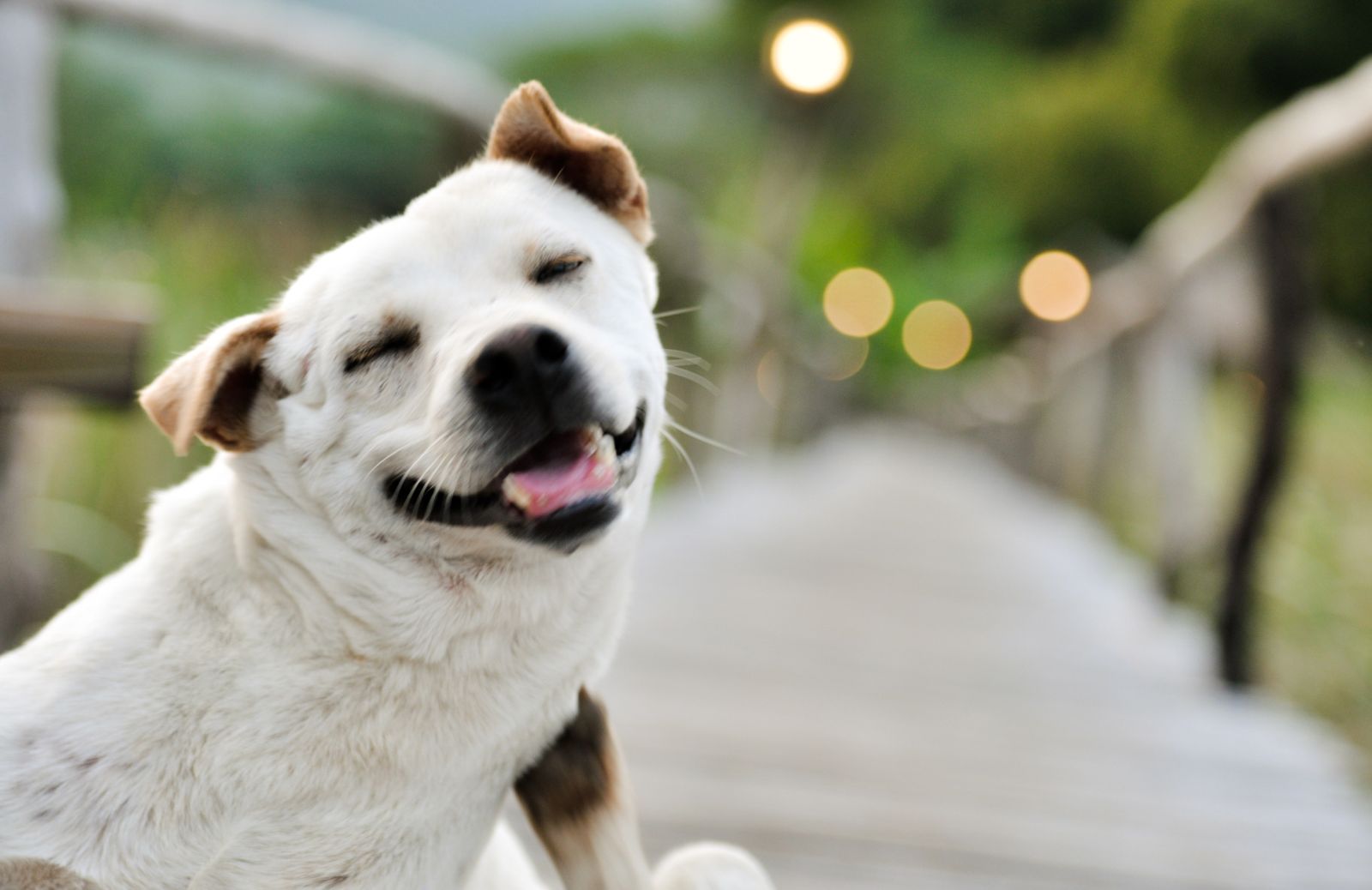 Come capire se il tuo cane è felice