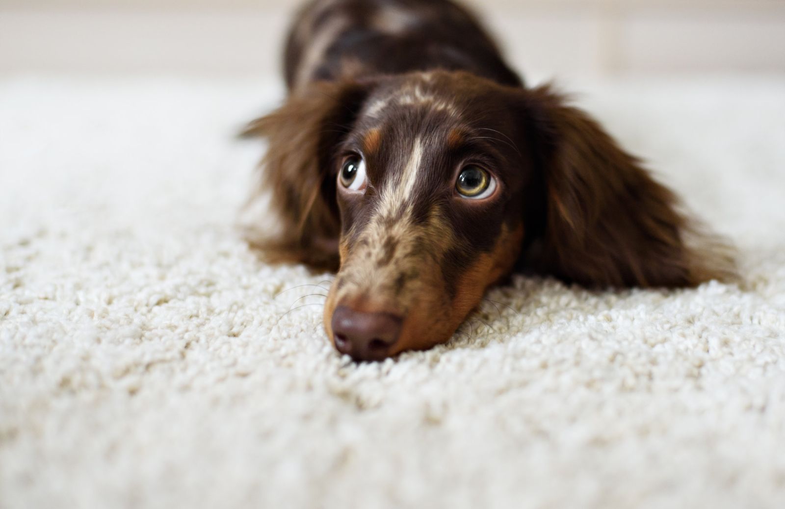 Ernia del disco nel cane: i sintomi da non ignorare