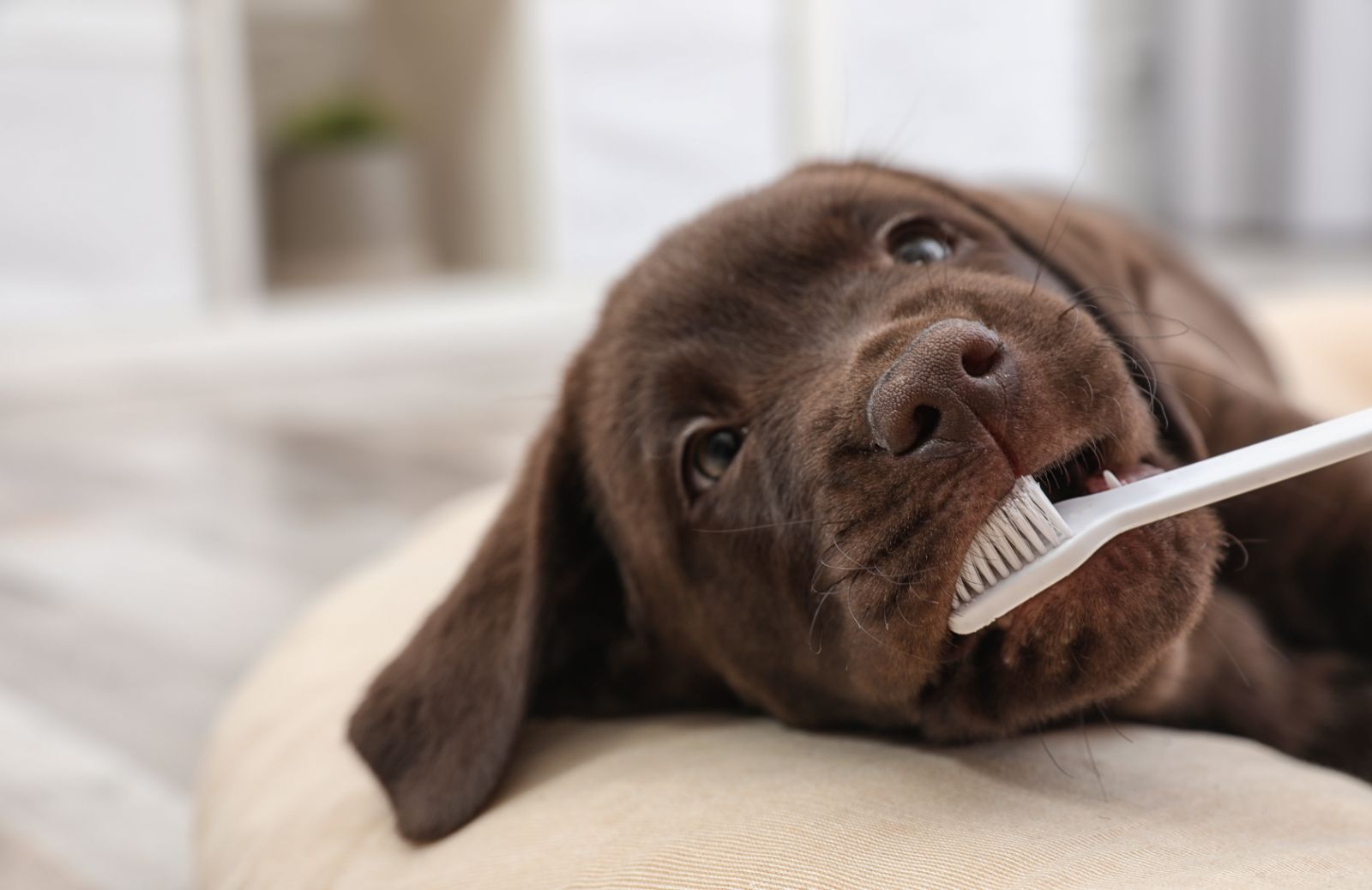 Pulire i denti al cane: strumenti e consigli