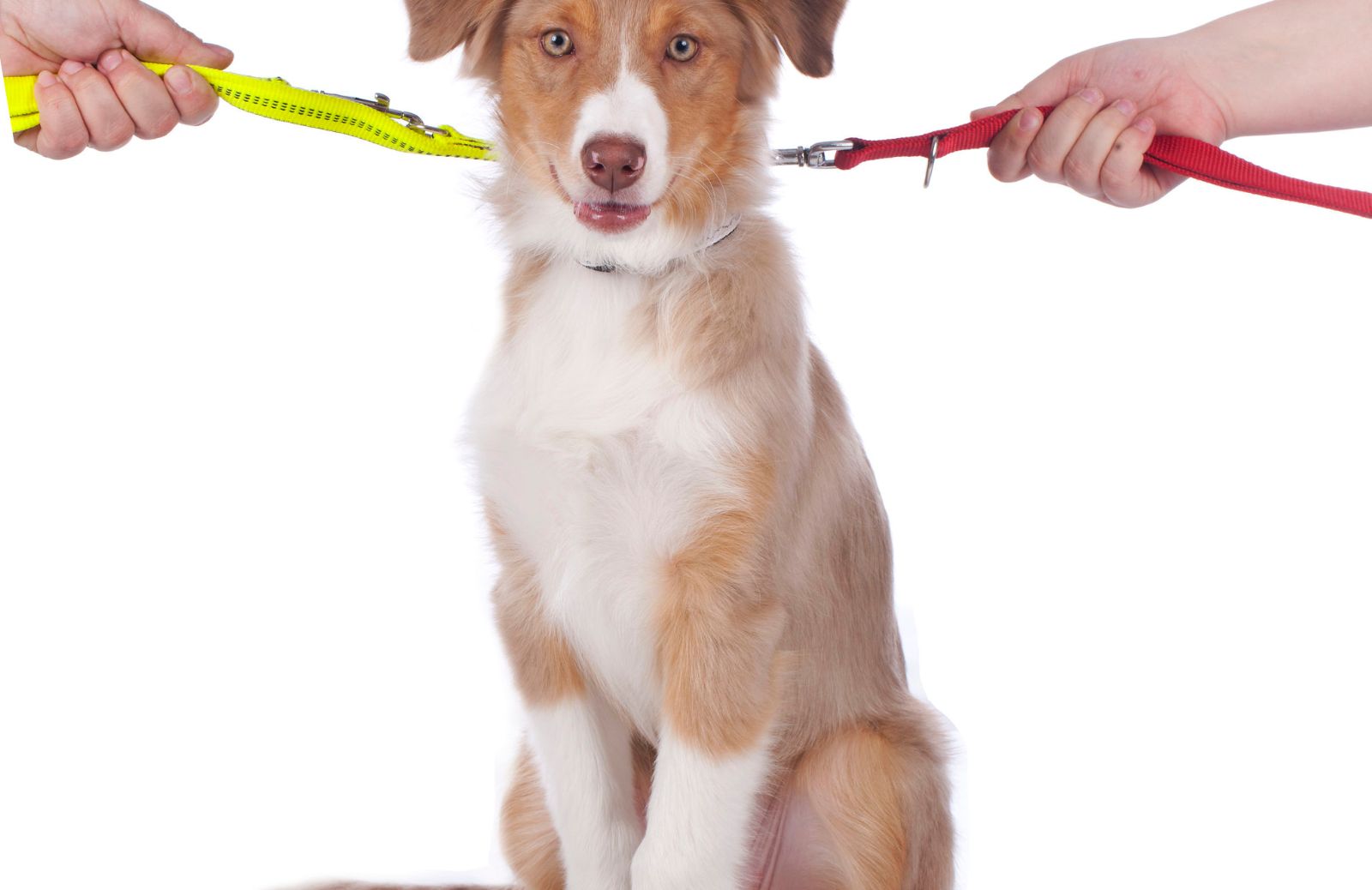 Animali contesi: a chi spetta il cane in caso di divorzio?