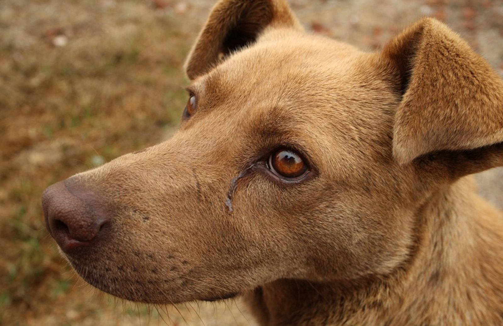 Animali vaganti: cosa fare in caso di ritrovamento?