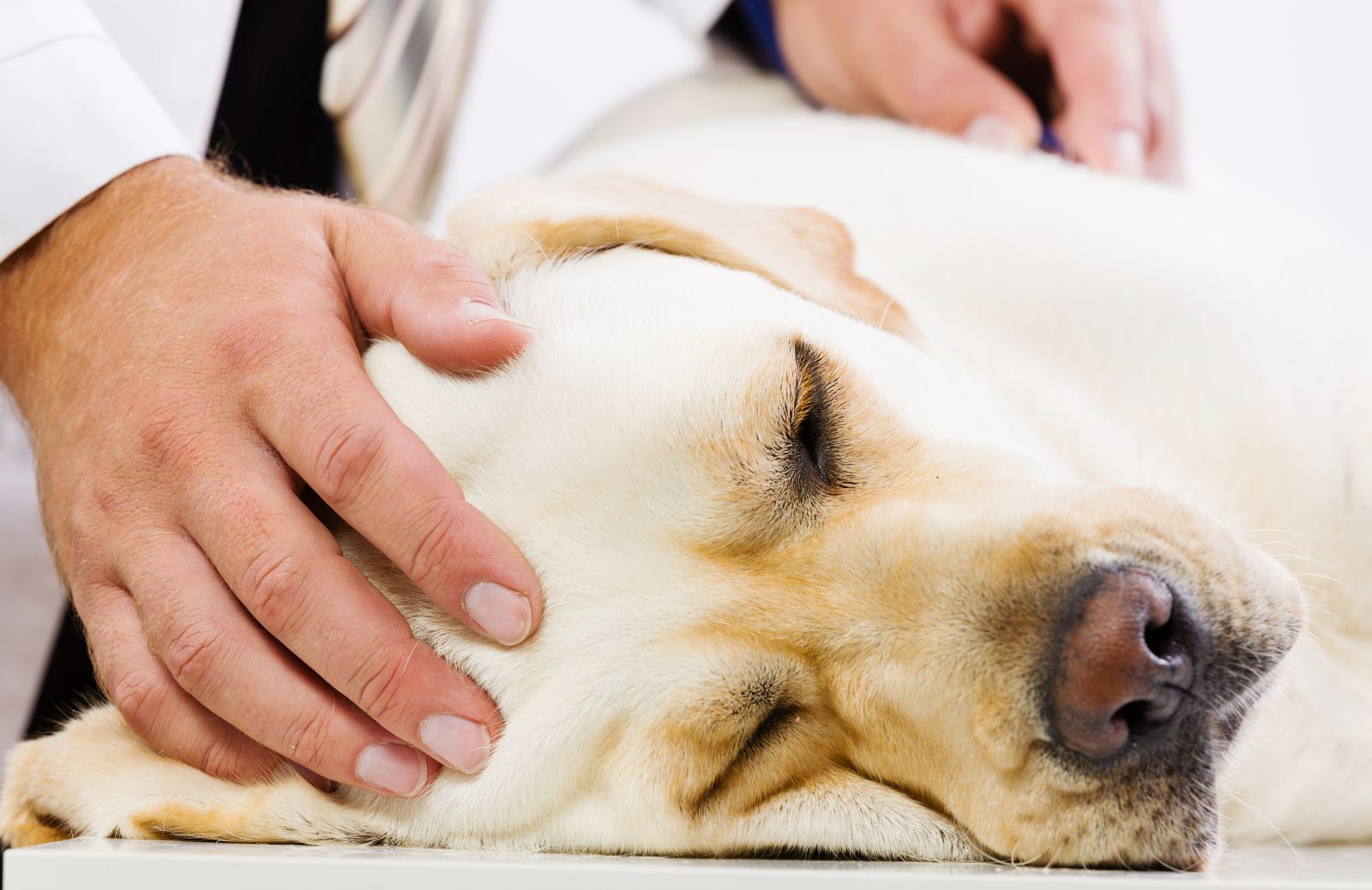 Bocconi avvelenati per cani: come riconoscerli