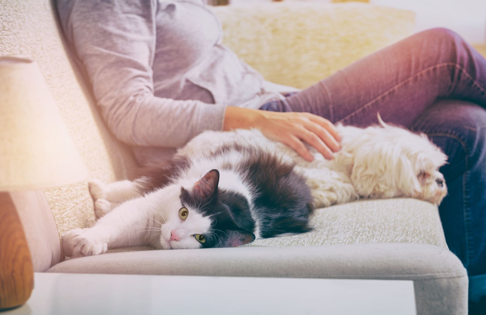 Casa pet friendly: dar vita a una casa a prova di animali domestici