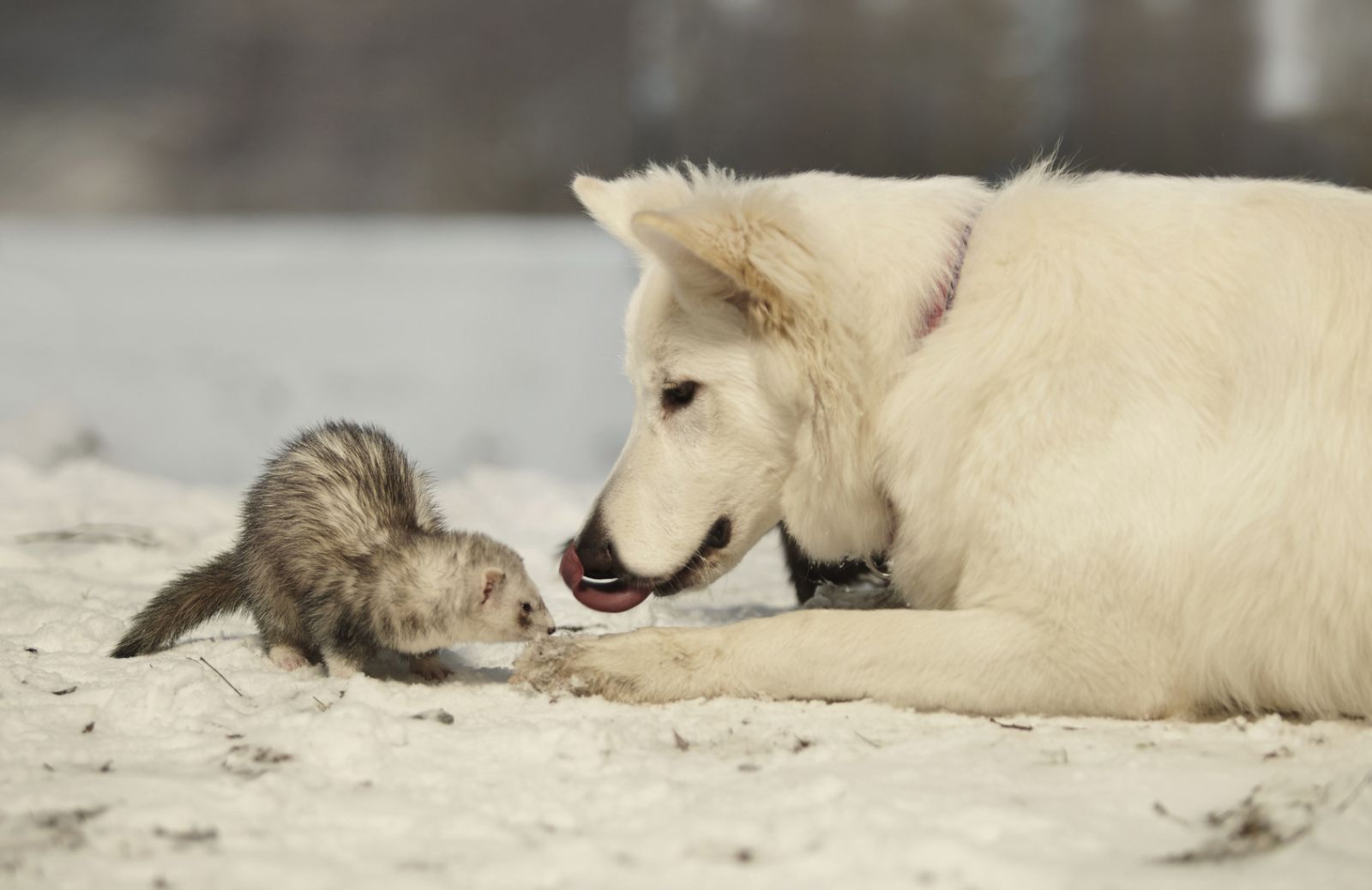 Come curare il cimurro in cani e furetti