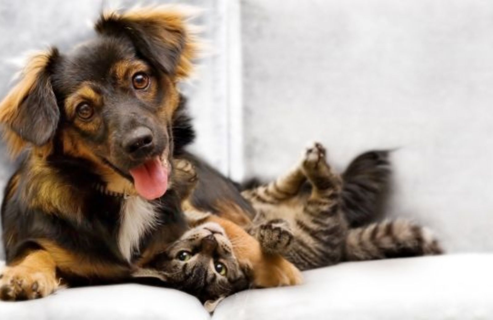 Come dare e ricevere ospitalità gratuita per gli animali: il PetSharing