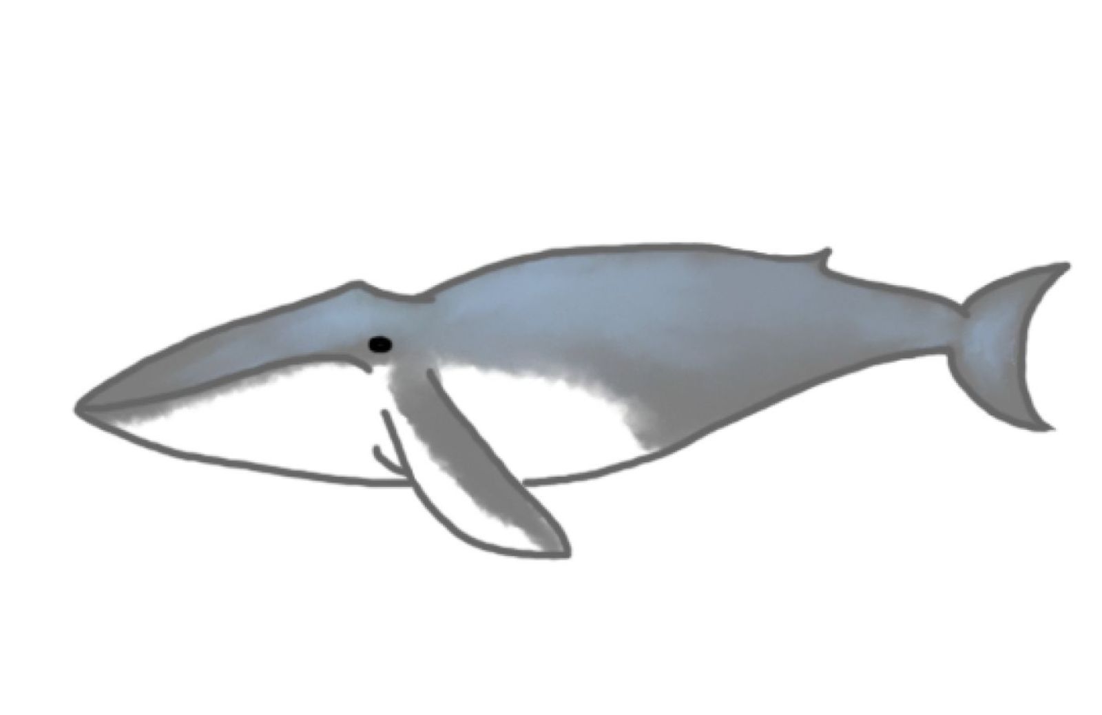 Come disegnare una balena