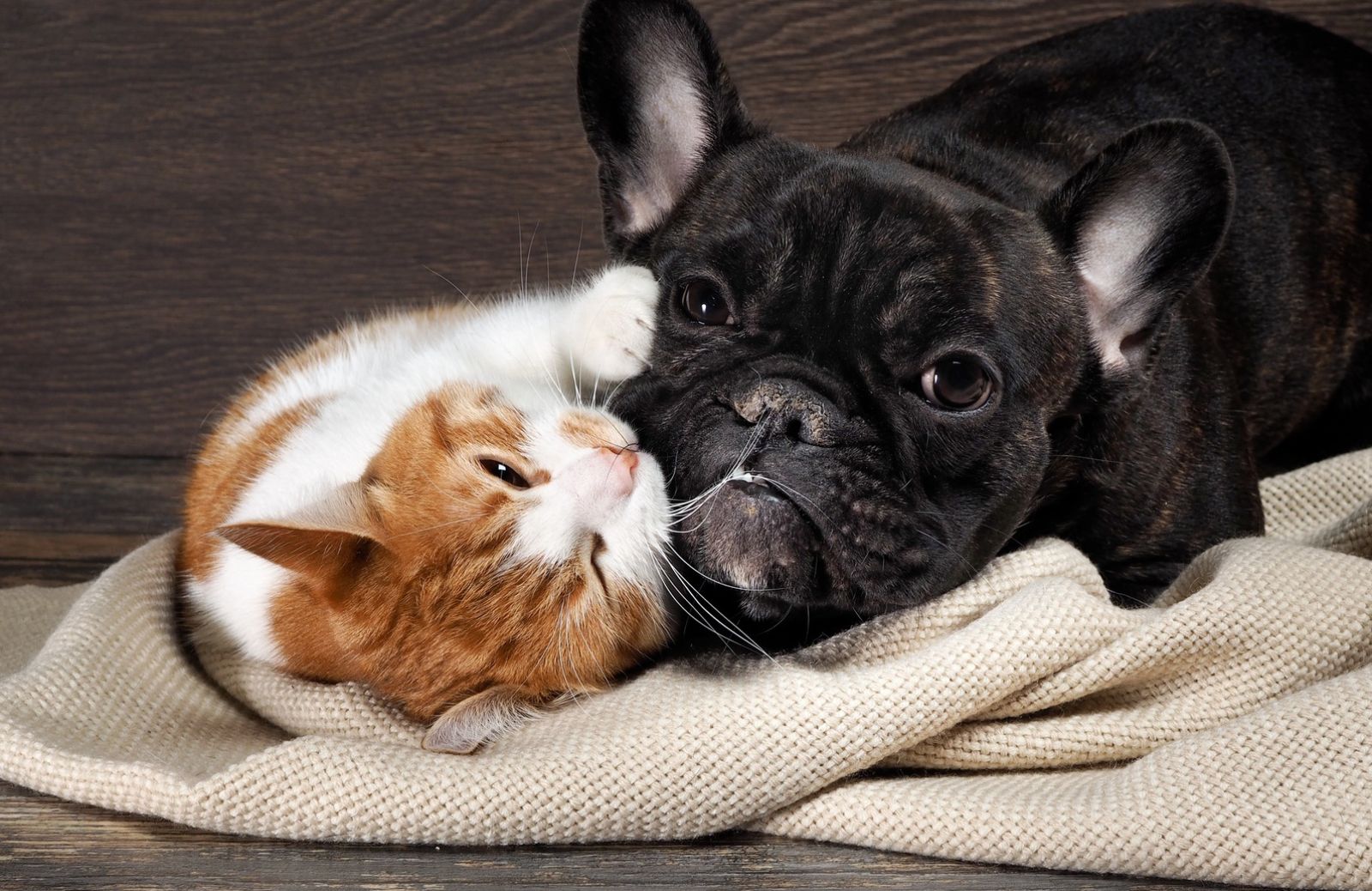 Come gestire lo stress da rientro di cani, gatti e altri animali