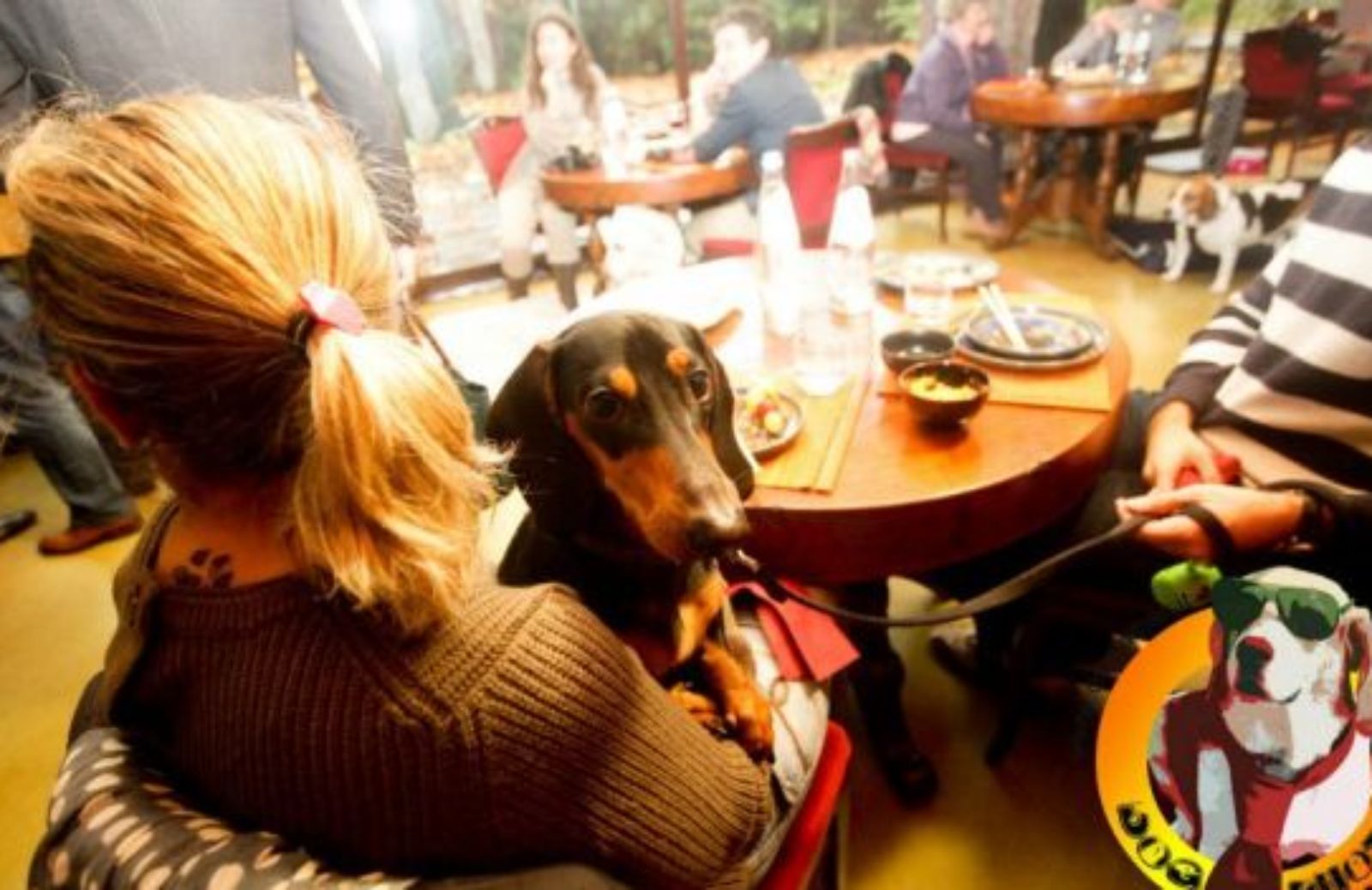 Come partecipare a una serata glamour col cane