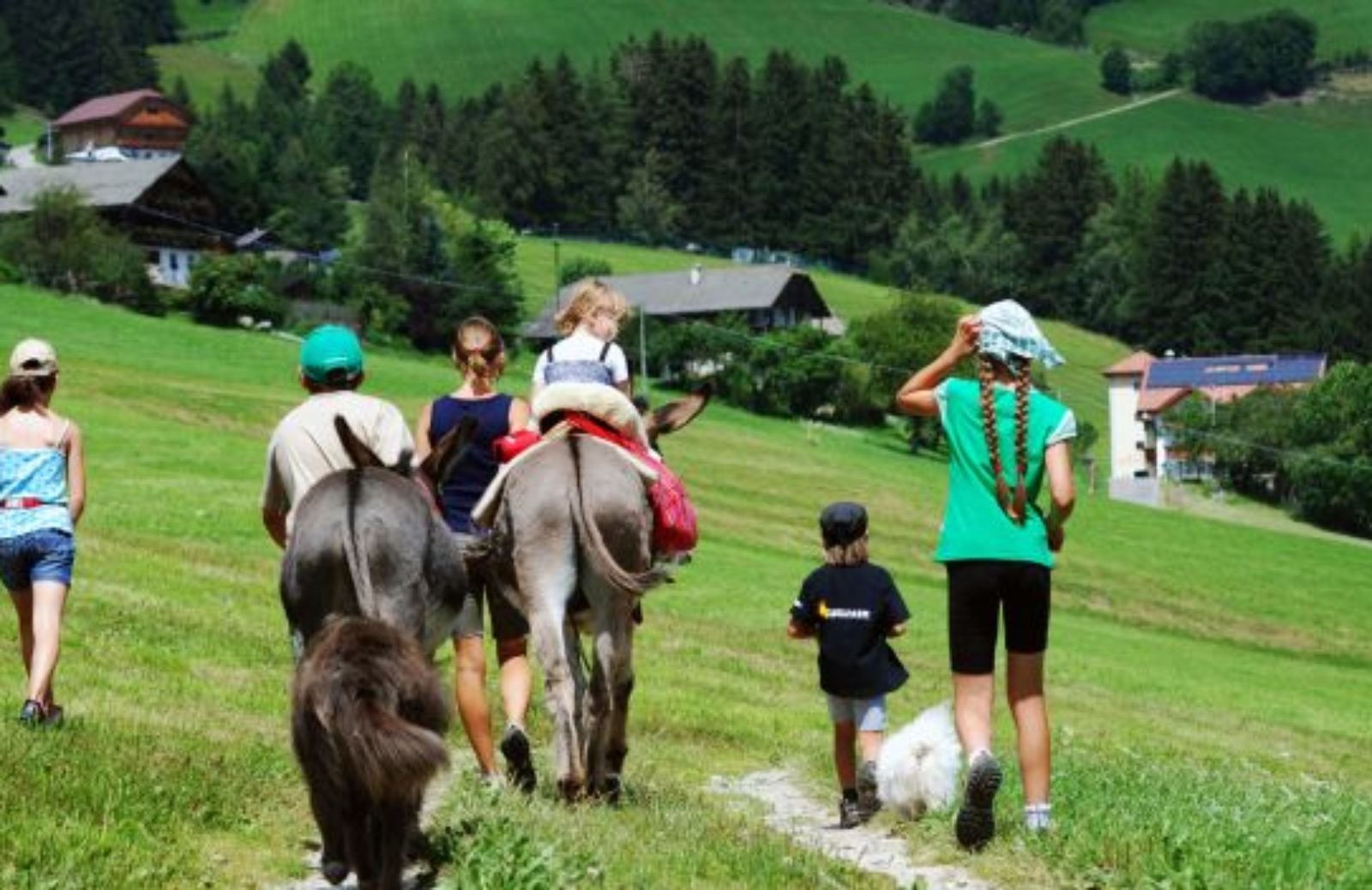 Come partecipare a una vacanza asino trekking col tuo cane