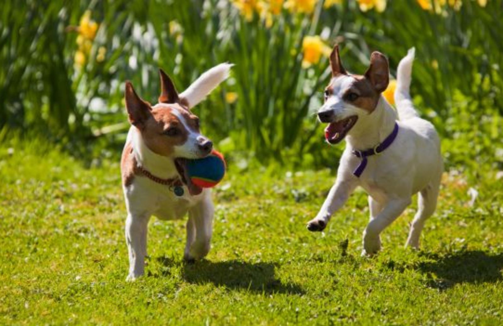 Come partecipare al concorso dedicato ai cani di piccola taglia