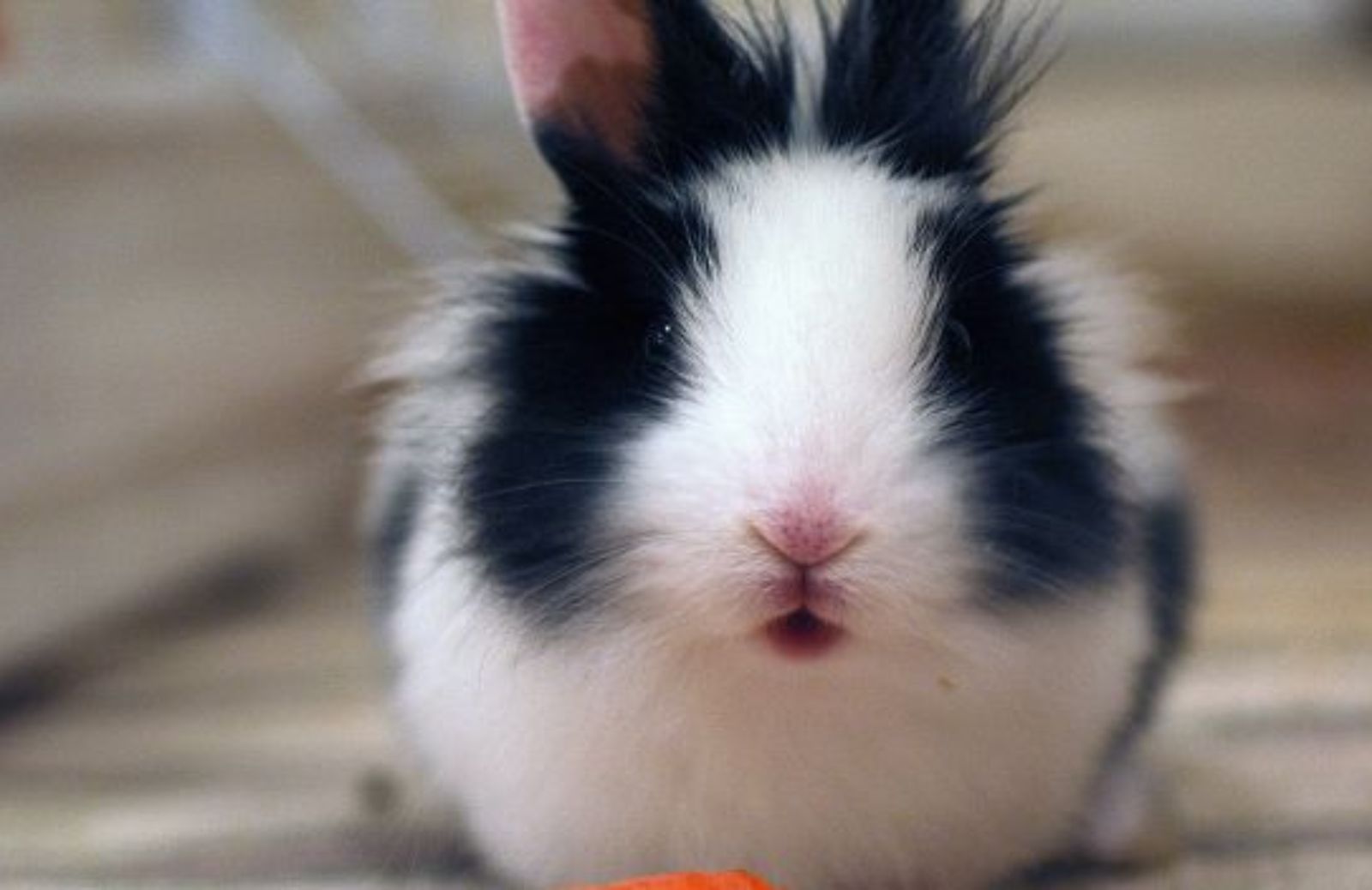 Come partecipare all’International Rabbit Day 2013