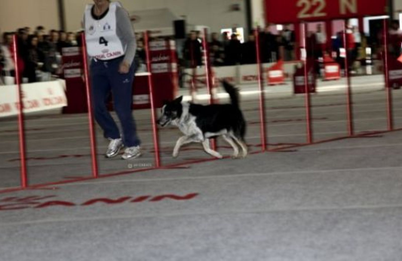 Come partecipare alla 48a EXPO Canina a Milano