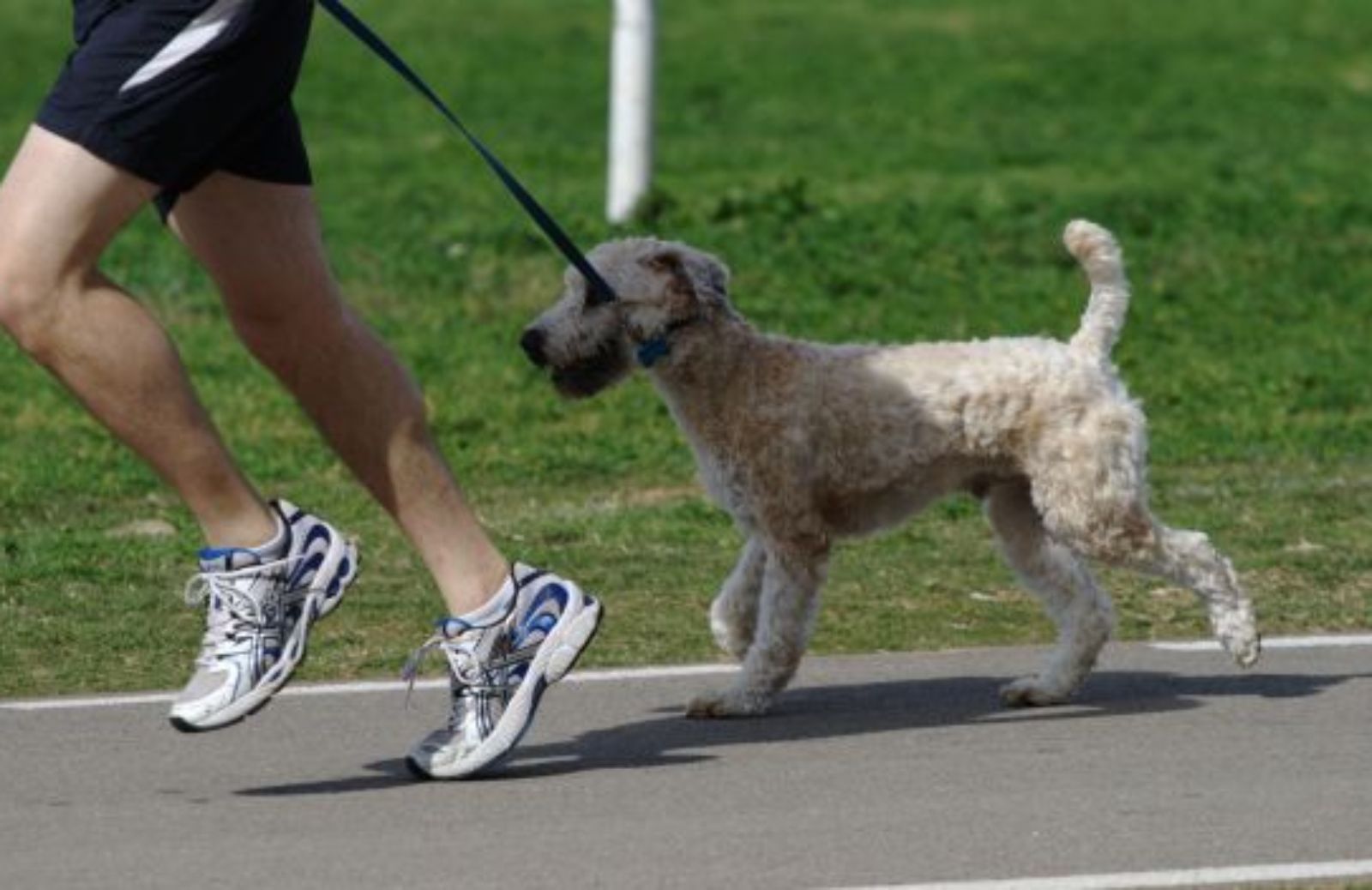 Come partecipare alla Stracanina di Roma col proprio cane