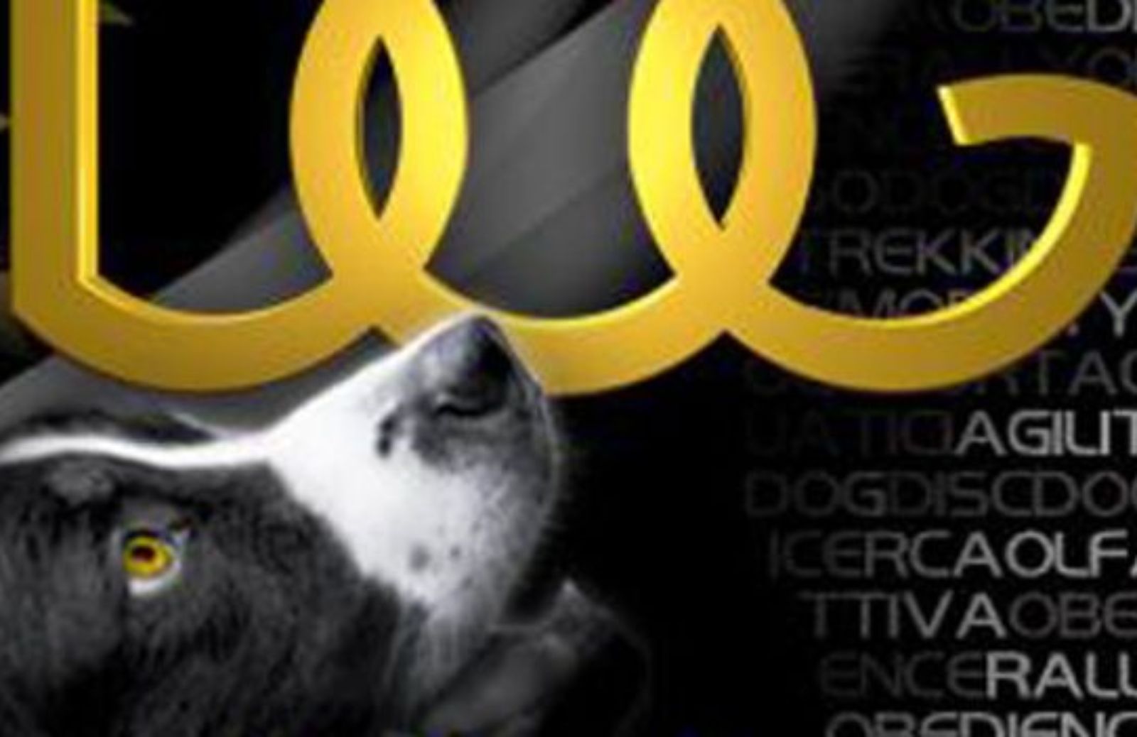 Come partecipare alle olimpiadi per cani e padroni
