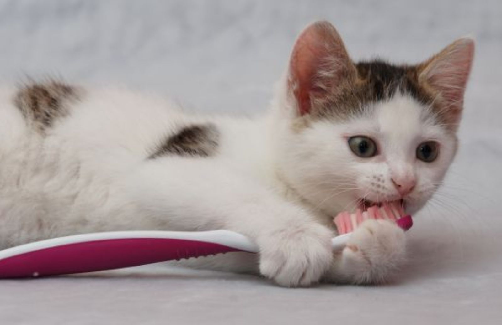 Come preparare un dentifricio fai da te per cani e gatti