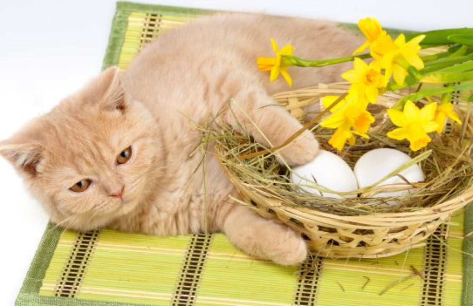 Come proteggere gli animali domestici dai pericoli di Pasqua