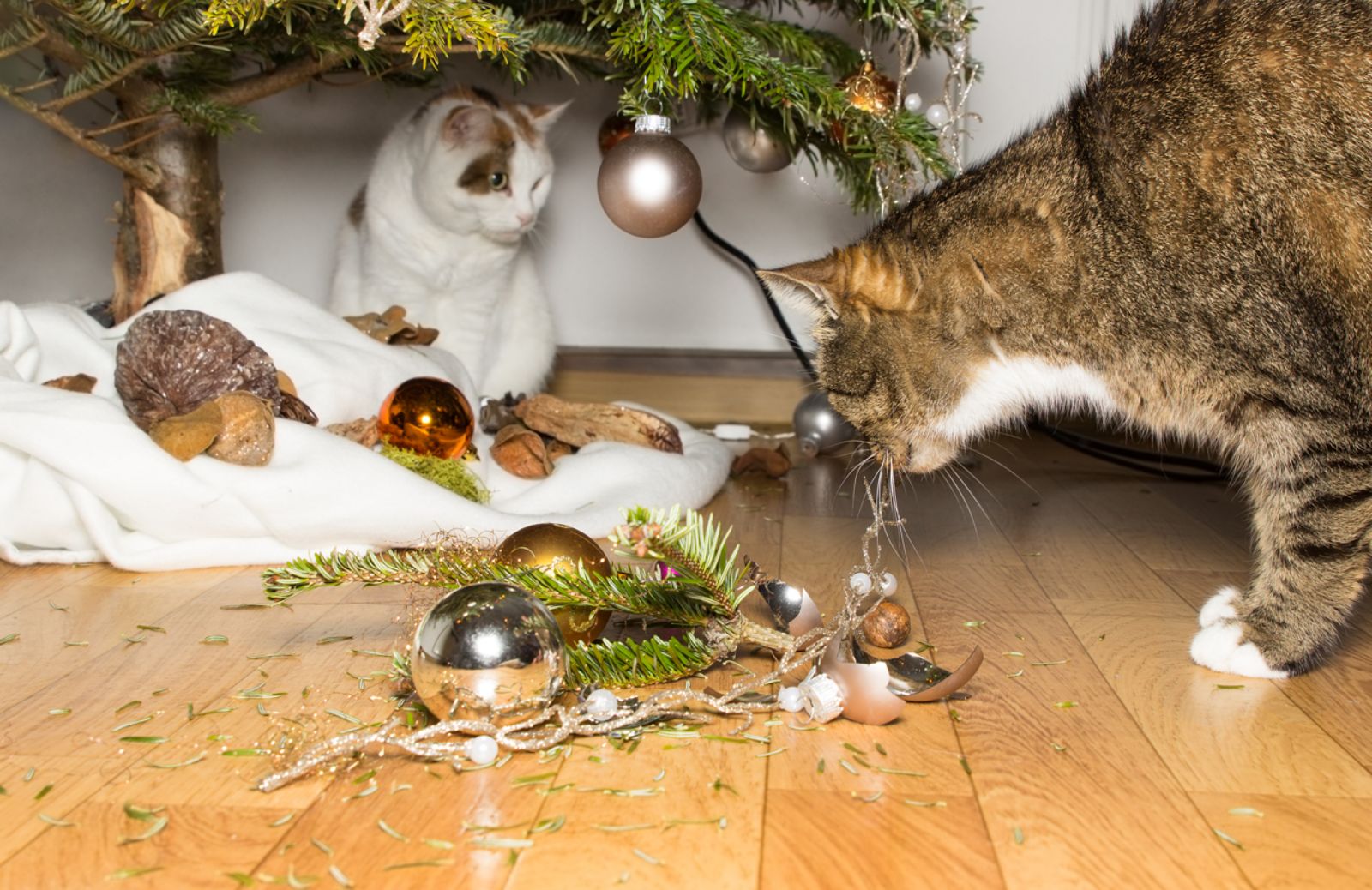 Come proteggere l’Albero di Natale dagli assalti del gatto 