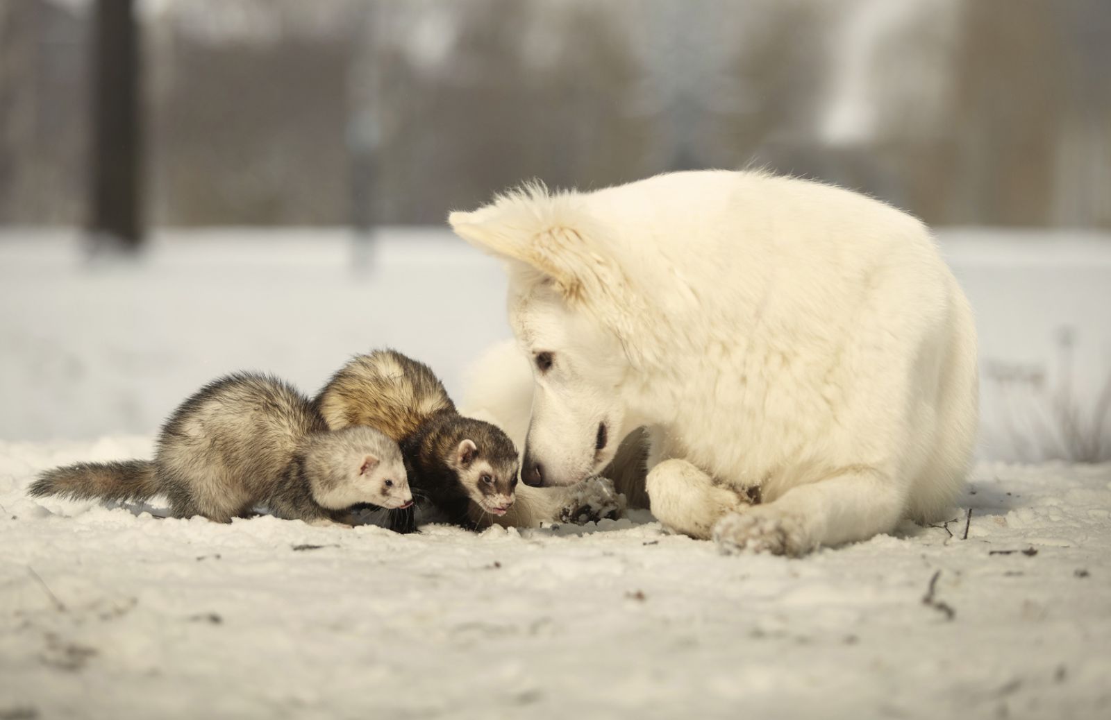 Come riconoscere il cimurro in cani e furetti 