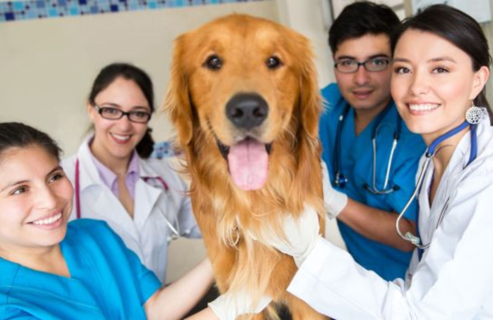 Come scegliere il veterinario di fiducia