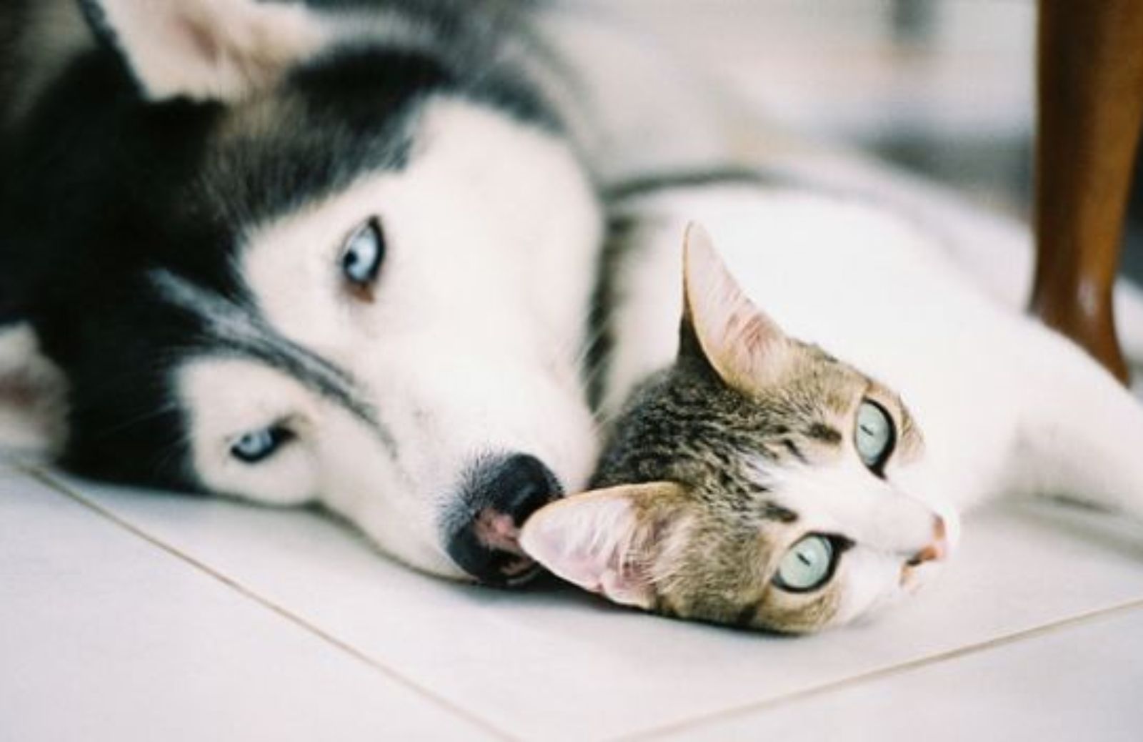 Come scoprire se cani e gatti soffrono di allergie