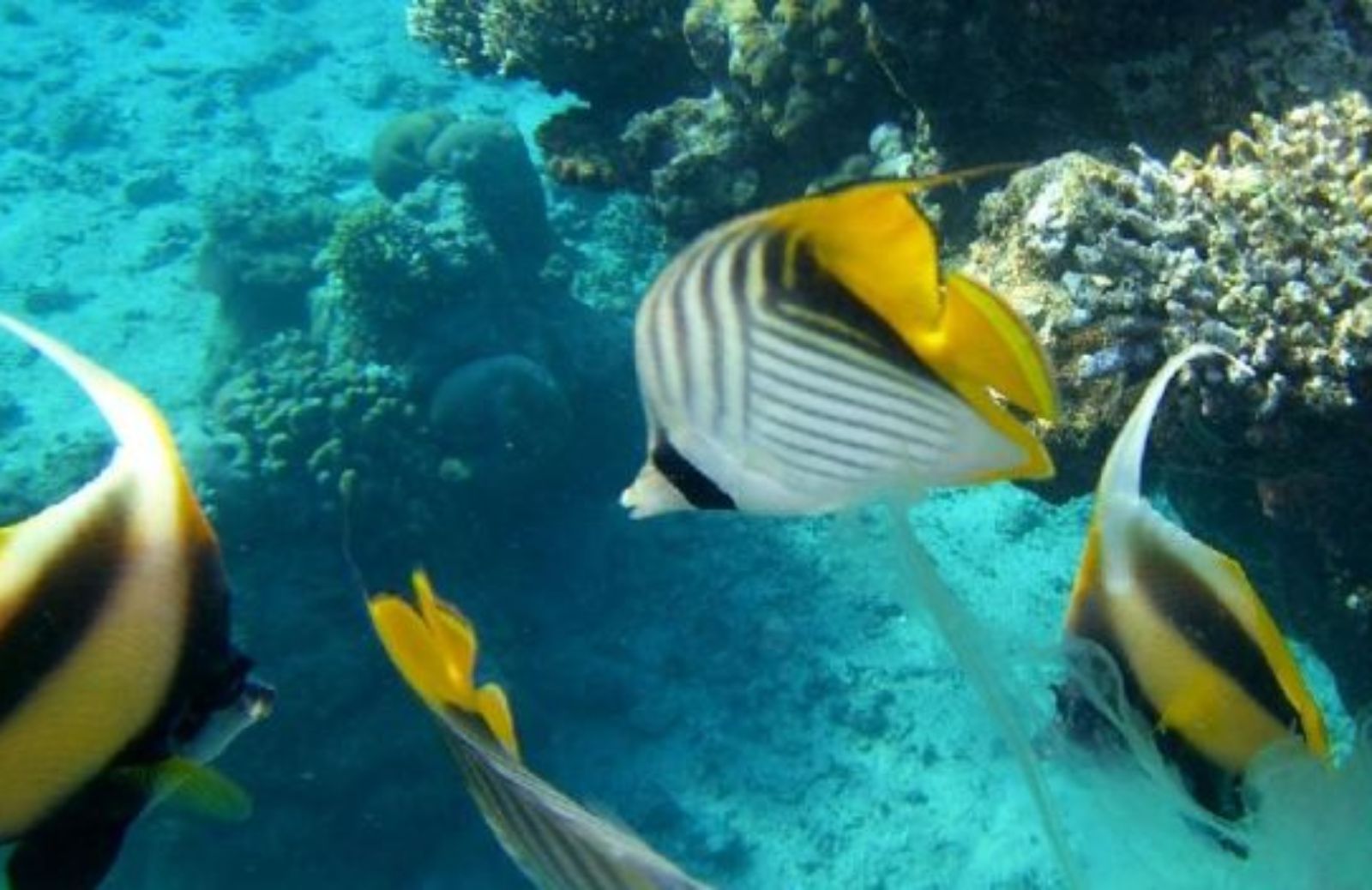 Come spostare un acquario nel modo corretto