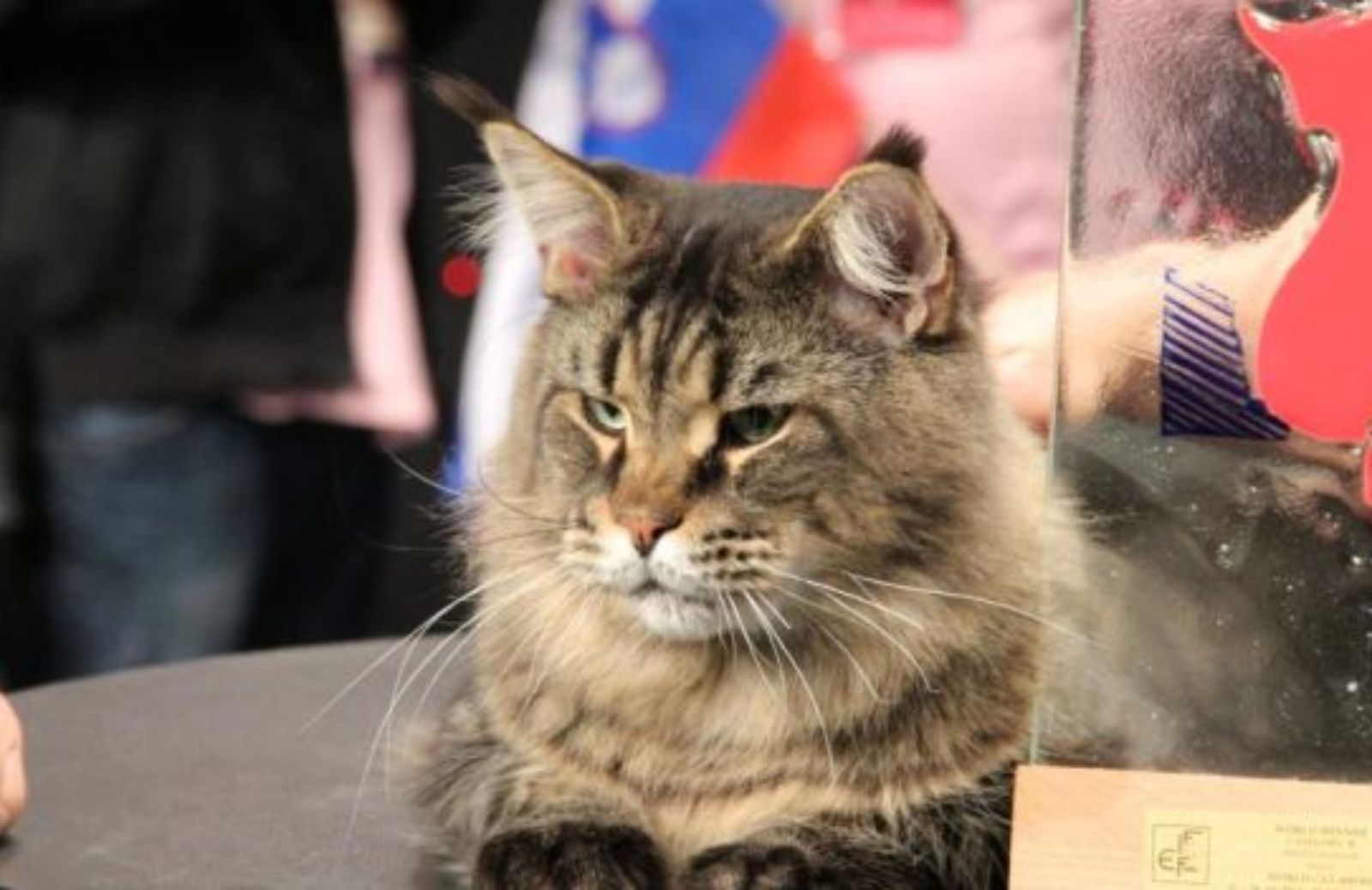 Come trascorrere un weekend tra i gatti al Supercat show 2013