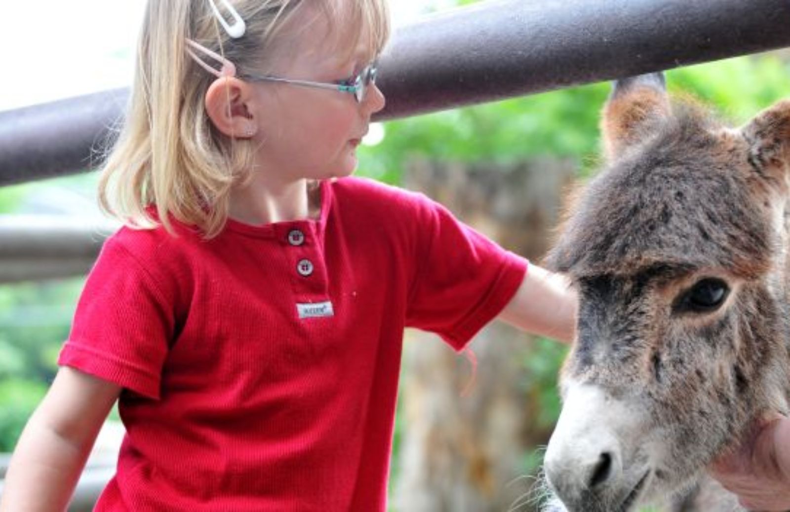 Come trovare campi estivi tra animali e natura