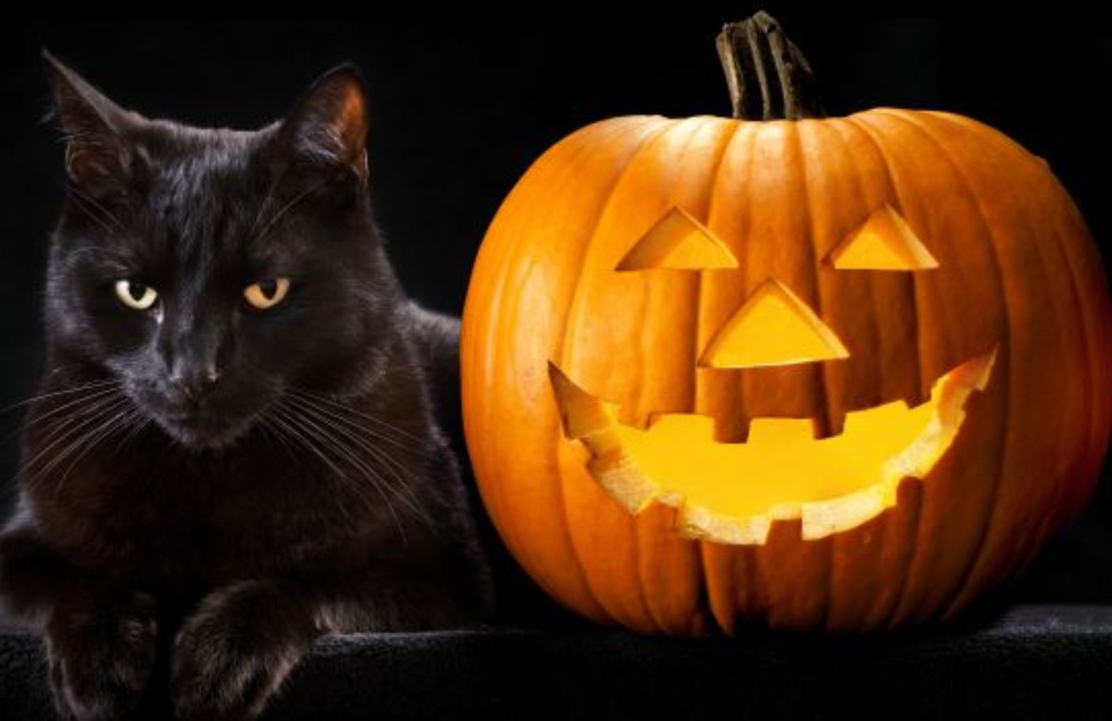 Come vincere la paura del gatto nero e altri animali ad Halloween
