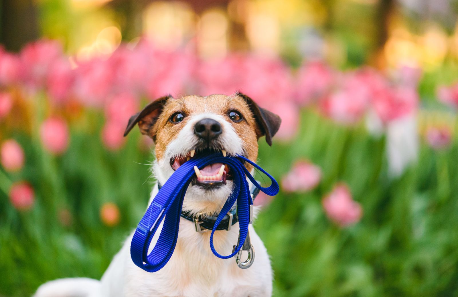 Dove lasciare gli animali domestici quando si va in vacanza