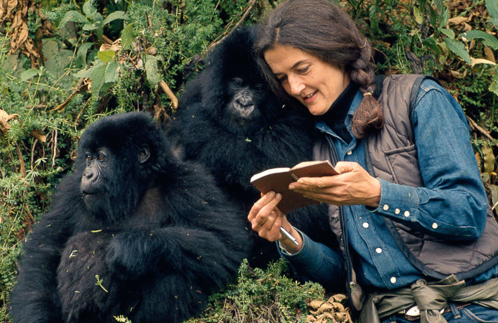 Gorilla nella nebbia: la storia e l'opera di Dian Fossey