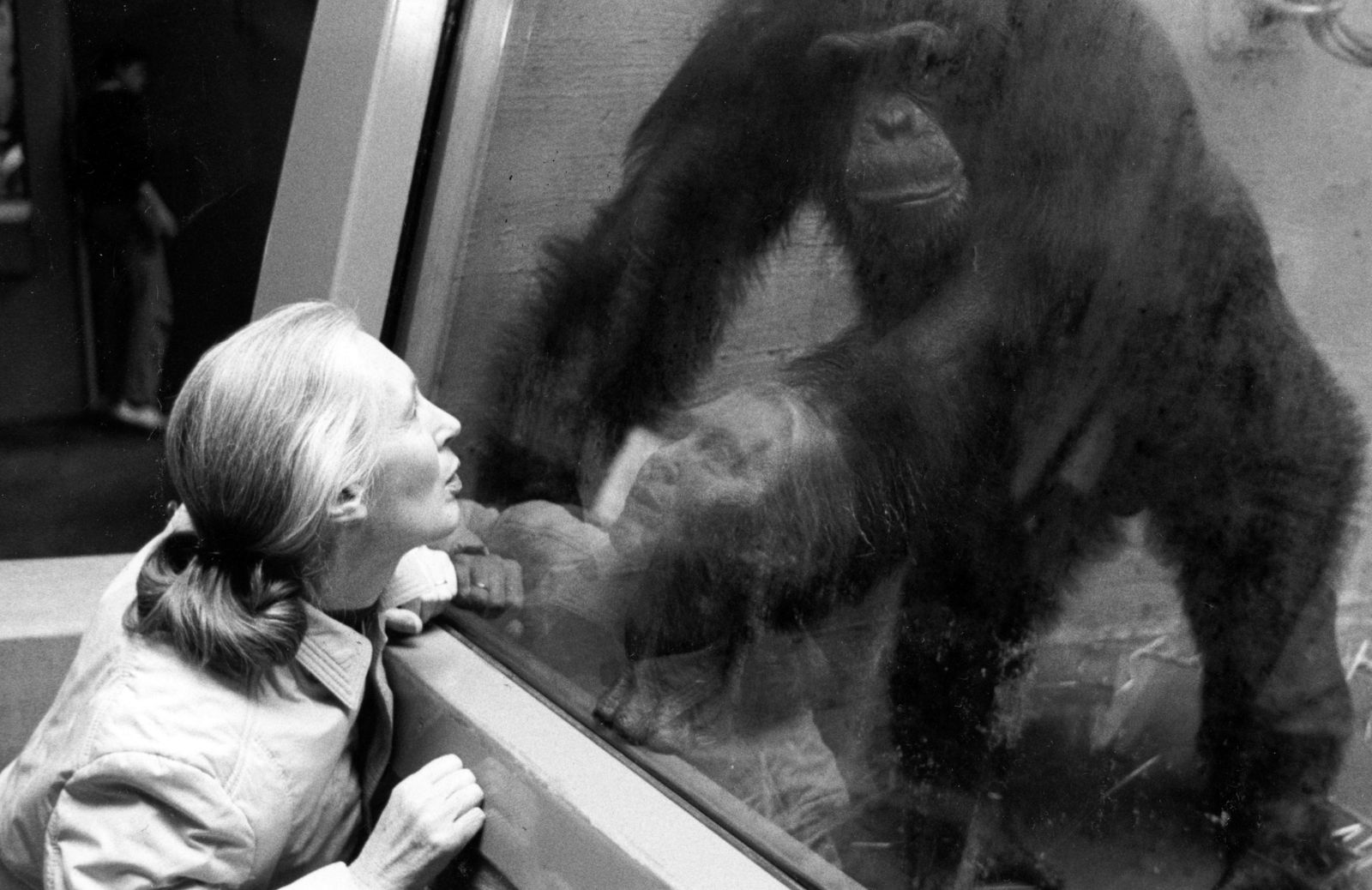 Jane Goodall, la signora degli scimpanzé