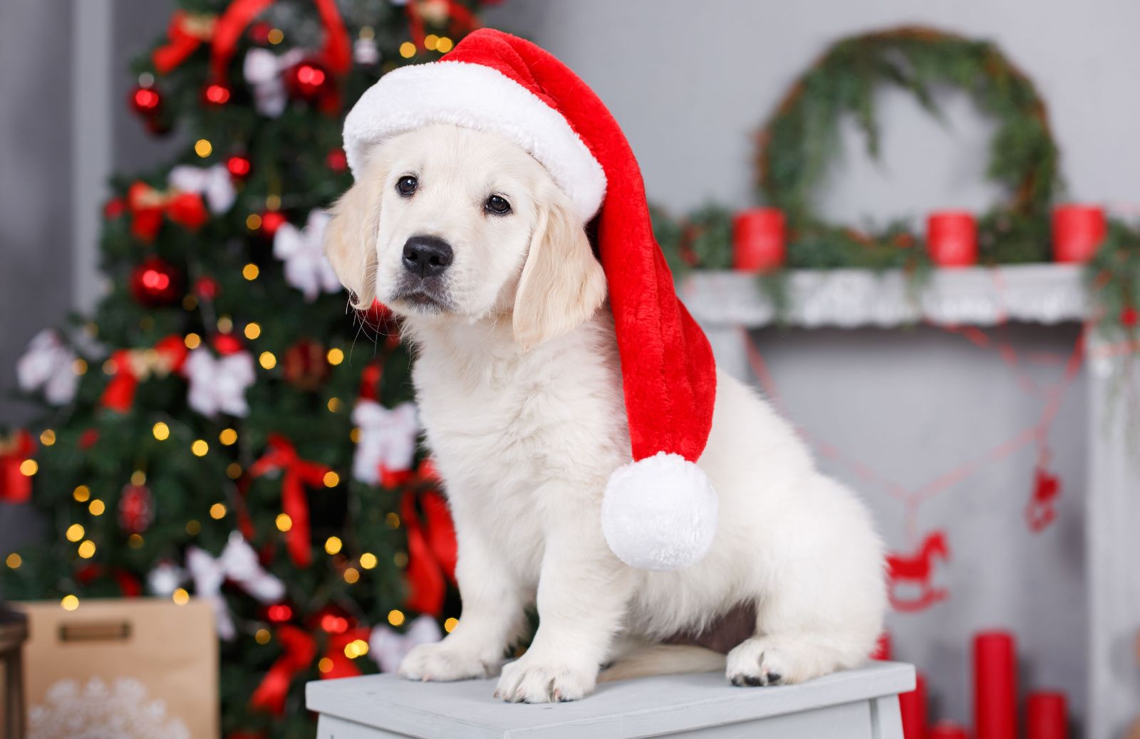 Perché è meglio non regalare animali a Natale