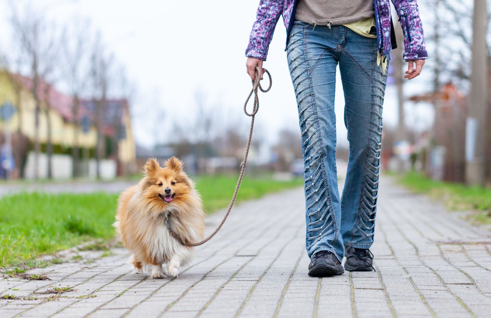 Pet sitter: chi è, cosa fa, come trovarlo