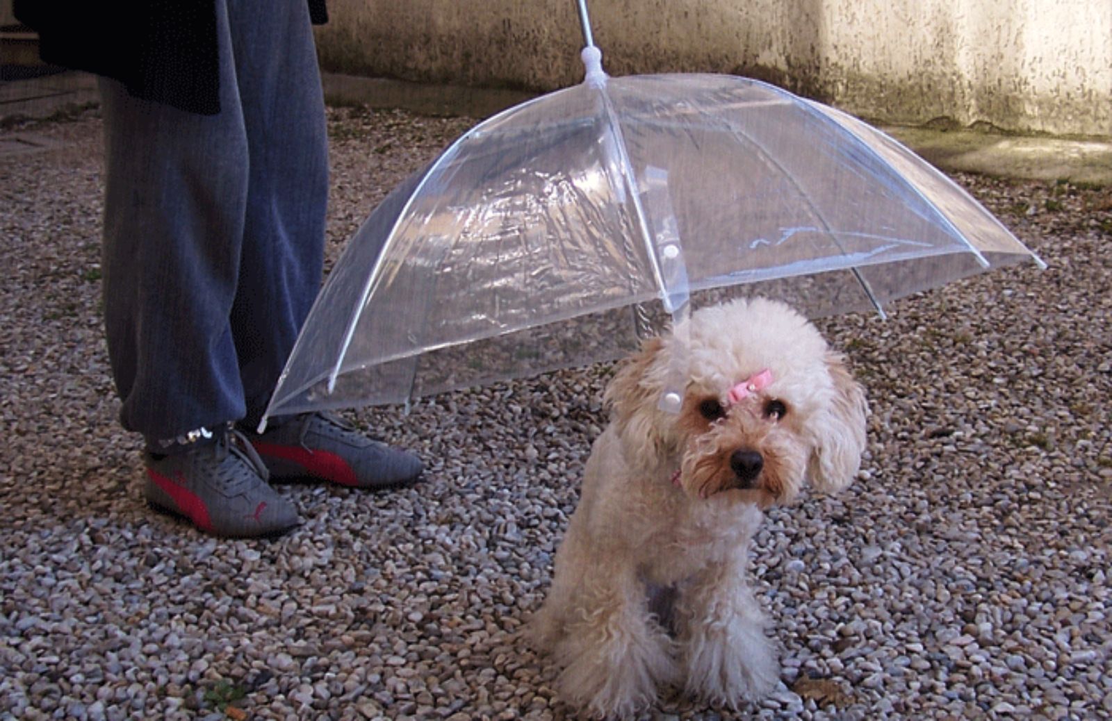 Pet-umbrella e Dogbrella: gli ombrelli per animali