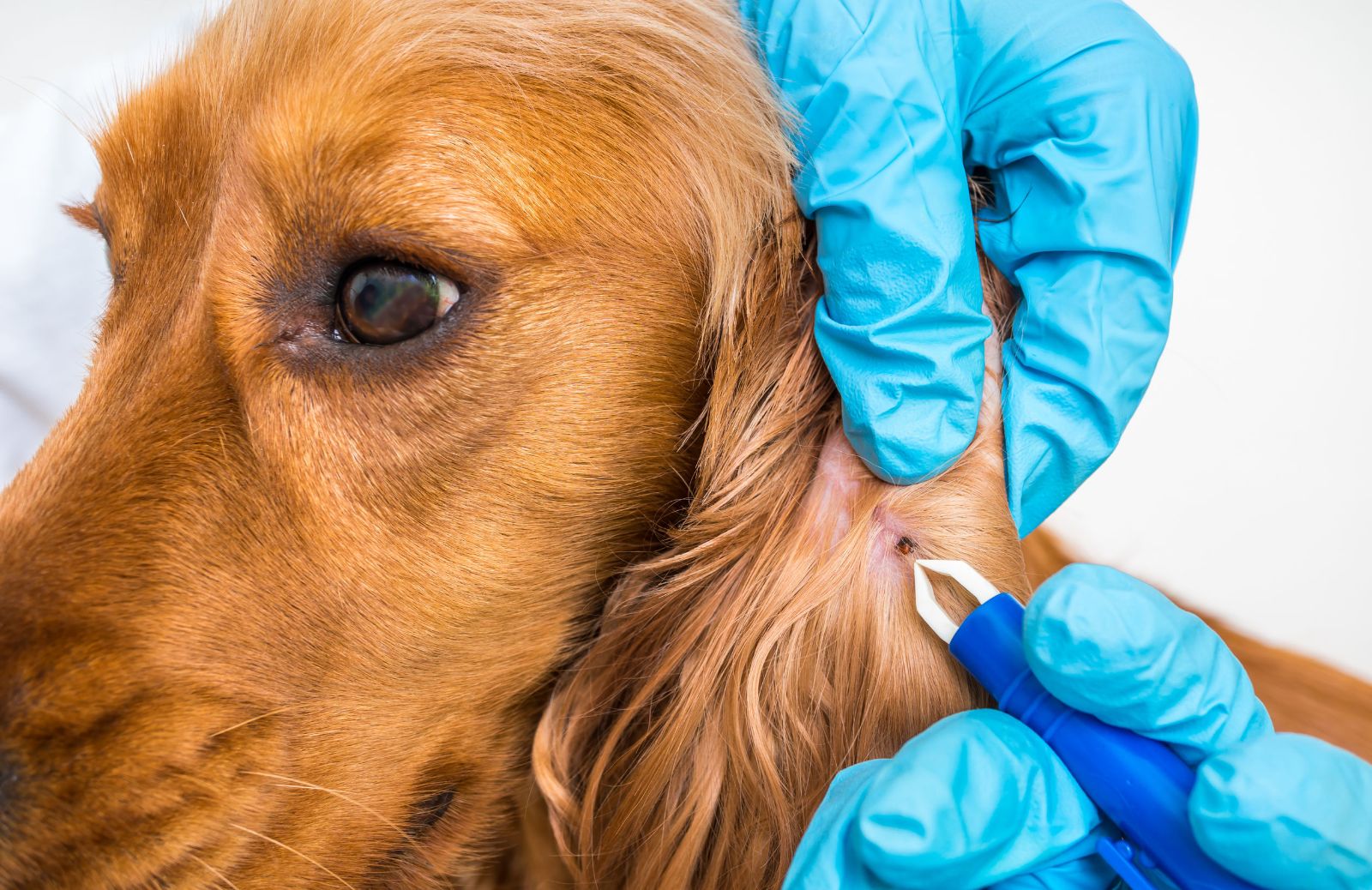 Pulci e zecche le malattie trasmissibili a cani e gatti