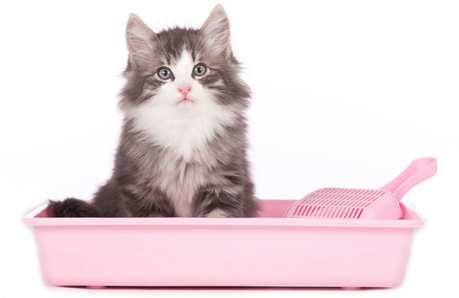 Agglomerante, vegetale o profumata: la lettiera giusta per il tuo gatto