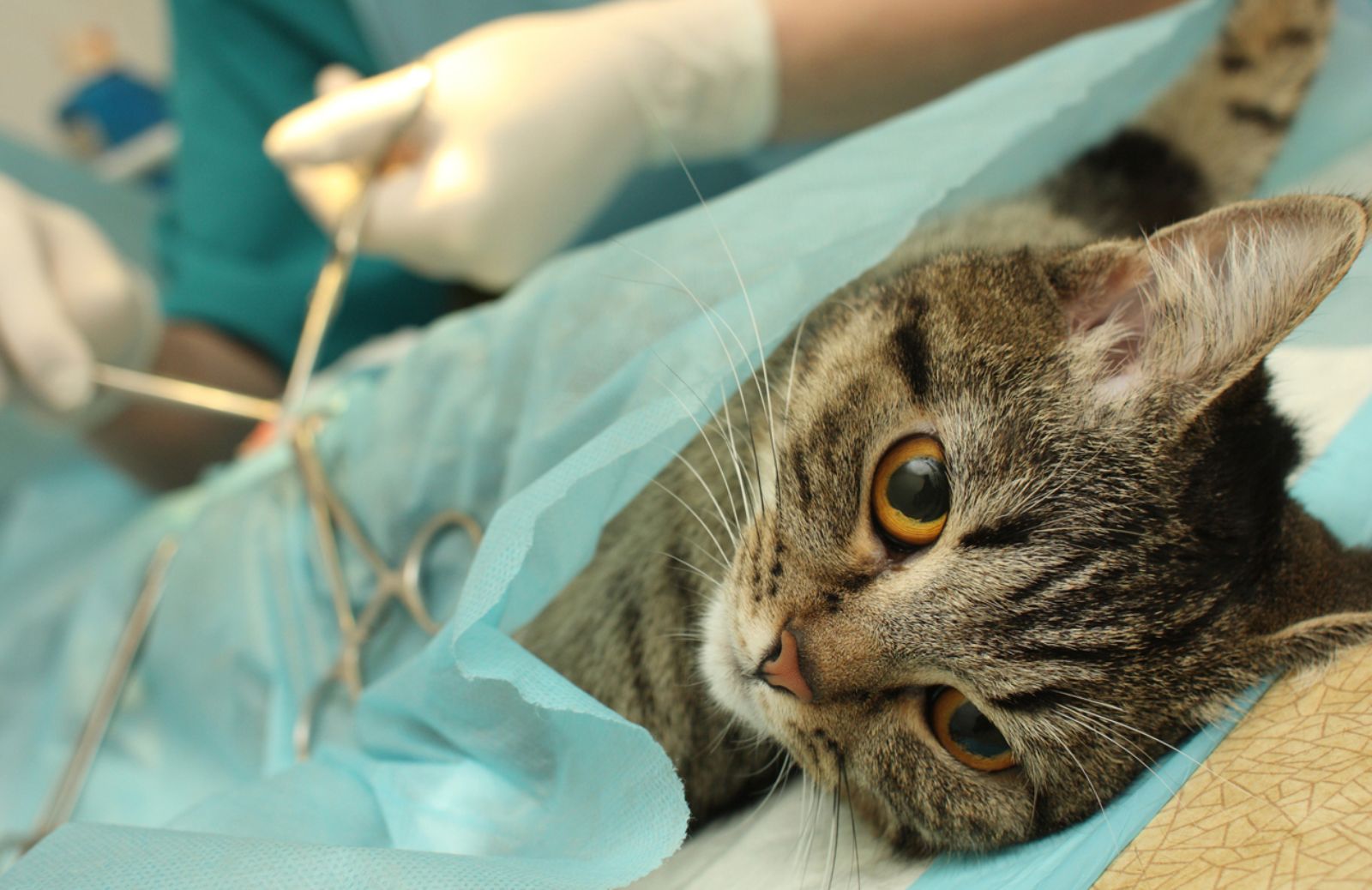 Come, quando e perché sterilizzare i gatti