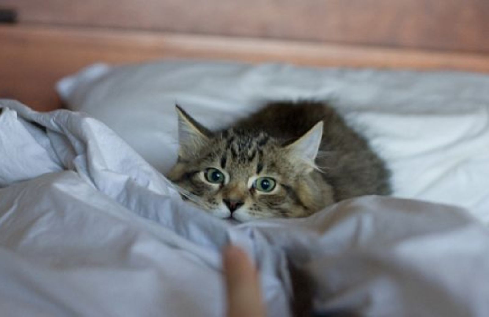 Come affrontare la prima notte insieme al gattino | DeAbyDay