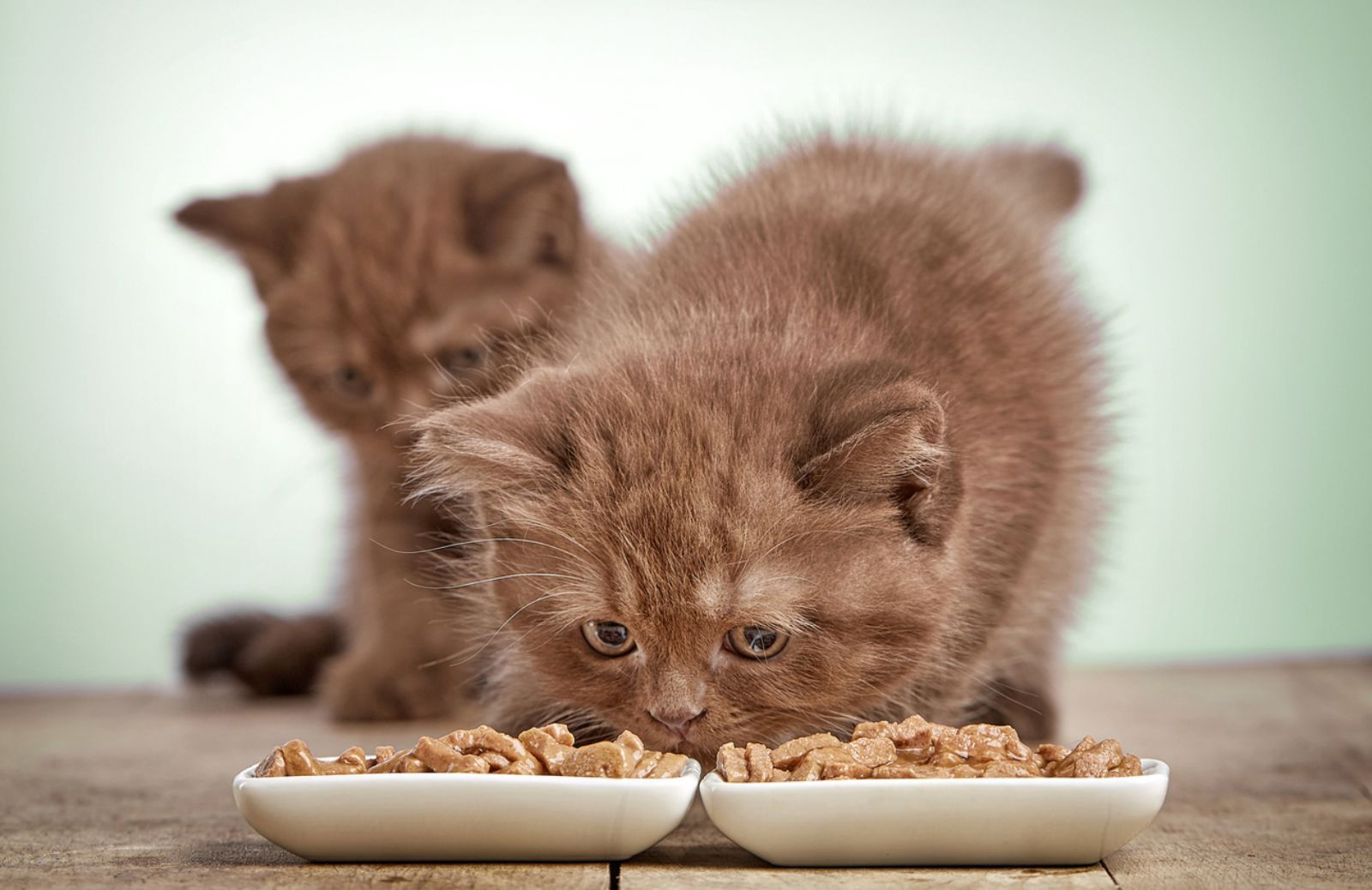 Come calcolare la giusta dose di cibo per il gatto