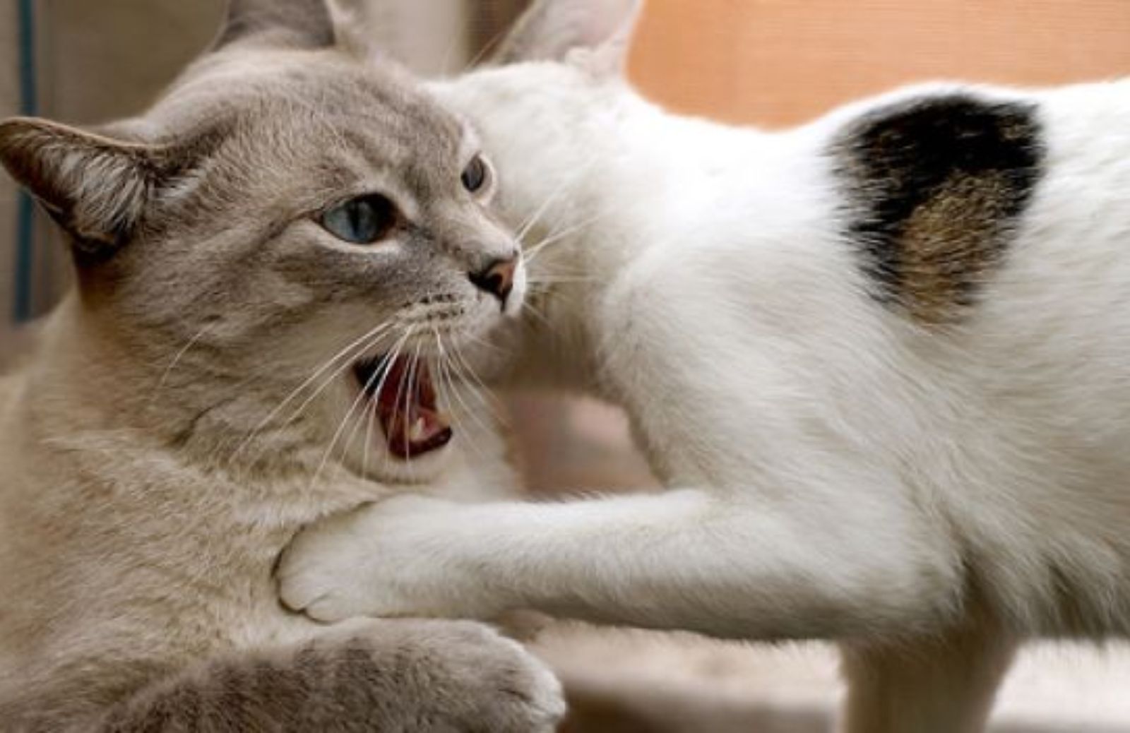 Come capire perché i gatti di casa litigano