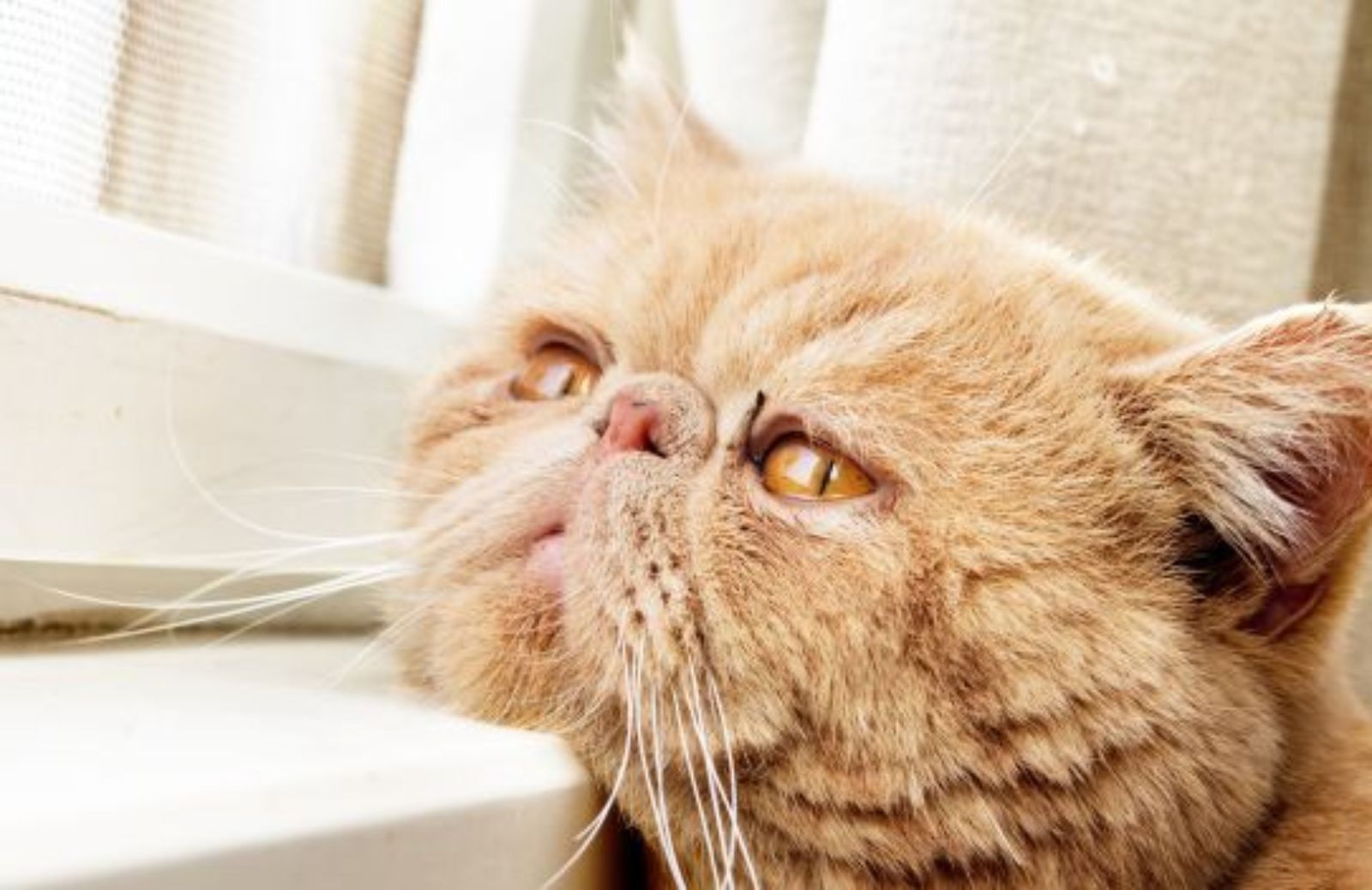 Come capire se il gatto soffre di artrite