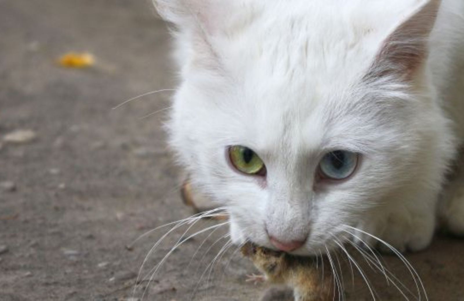 Come comportarsi se il gatto ci porta regali indesiderati