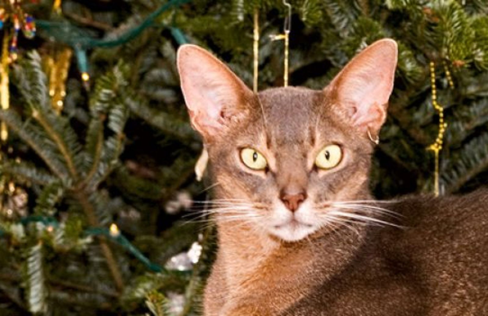 Come convincere il vostro gatto a lasciar stare l’albero di Natale