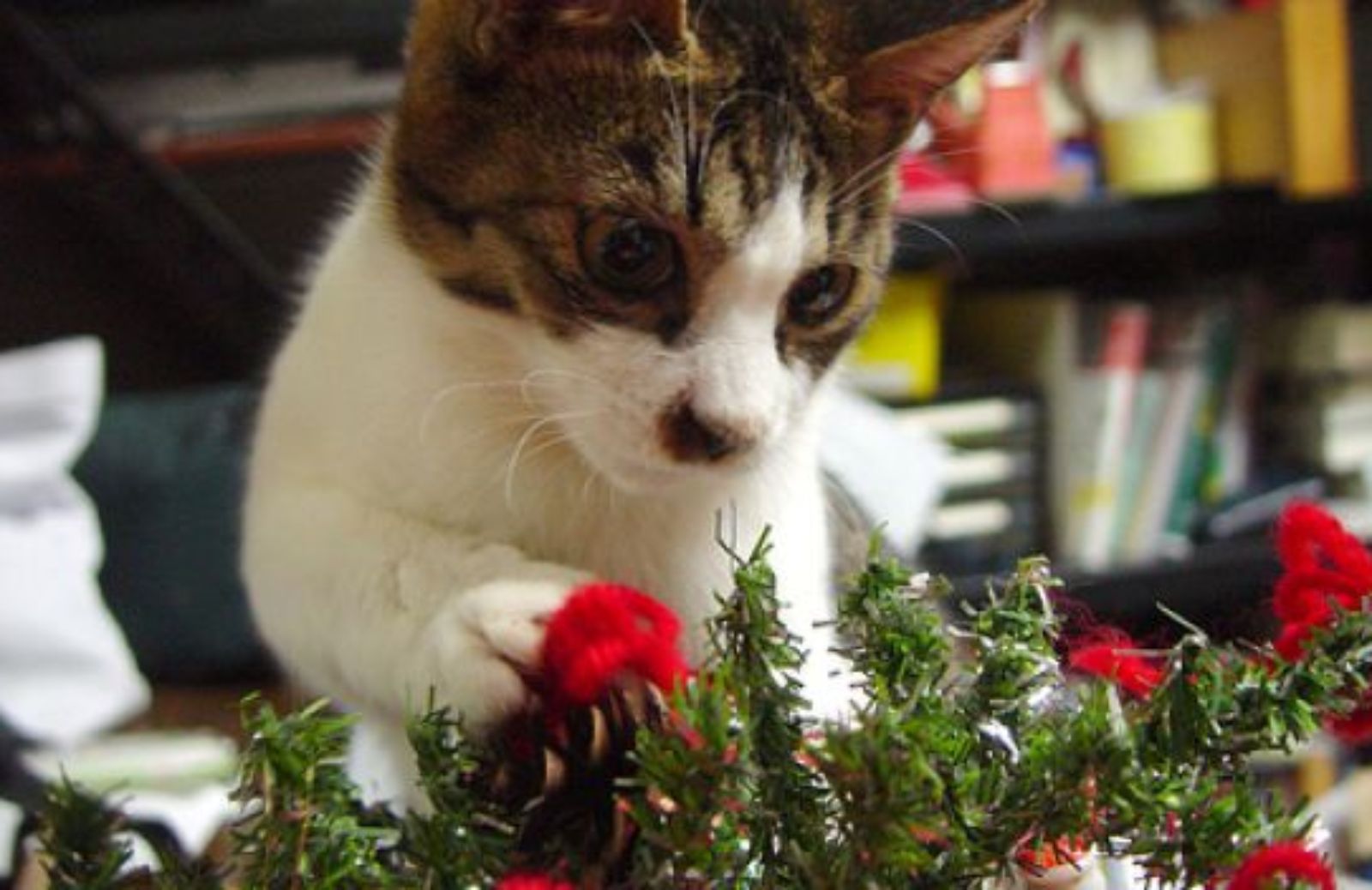 Come dissuadere il gatto dal tormentare l'albero di Natale