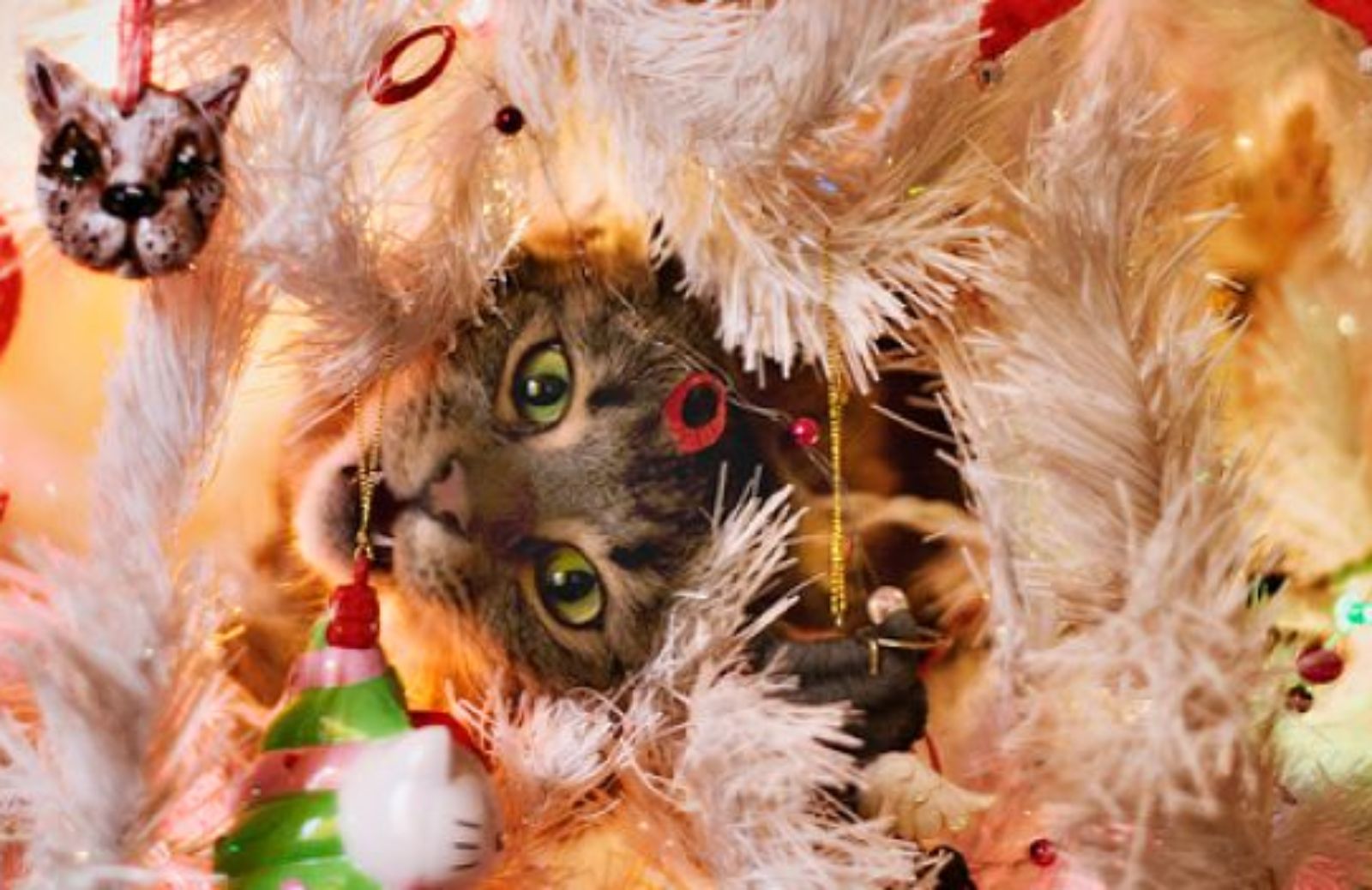 Come fare un albero di Natale a prova di gatto